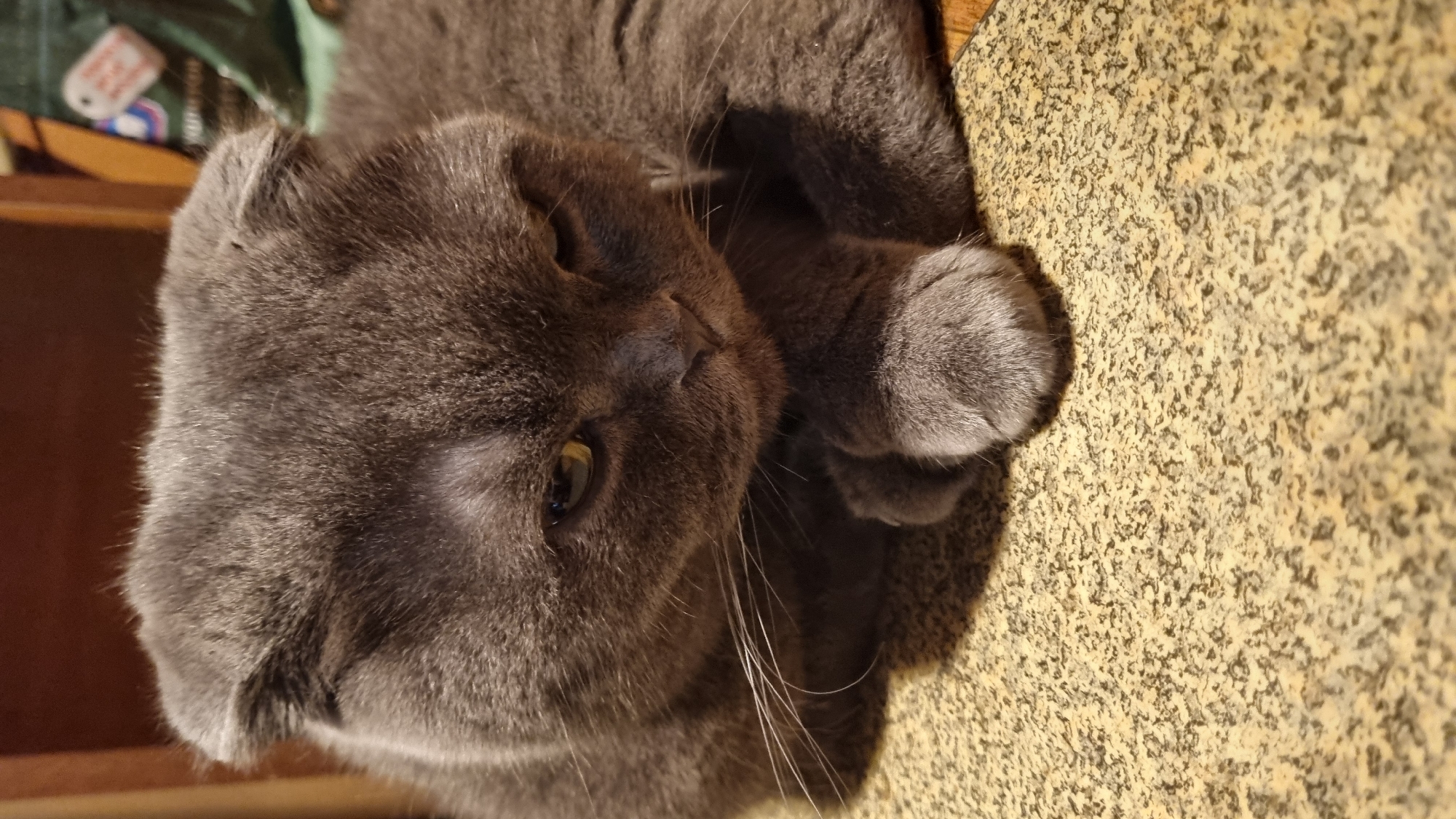 A gray cat with folded ears is lying down on a patterned surface, possibly a table, with its paws crossed in front of its face. The cat has yellow-green eyes and appears to be looking down. The background is blurred but shows wooden furniture and a green bag with a tag. The lighting suggests an indoor setting.