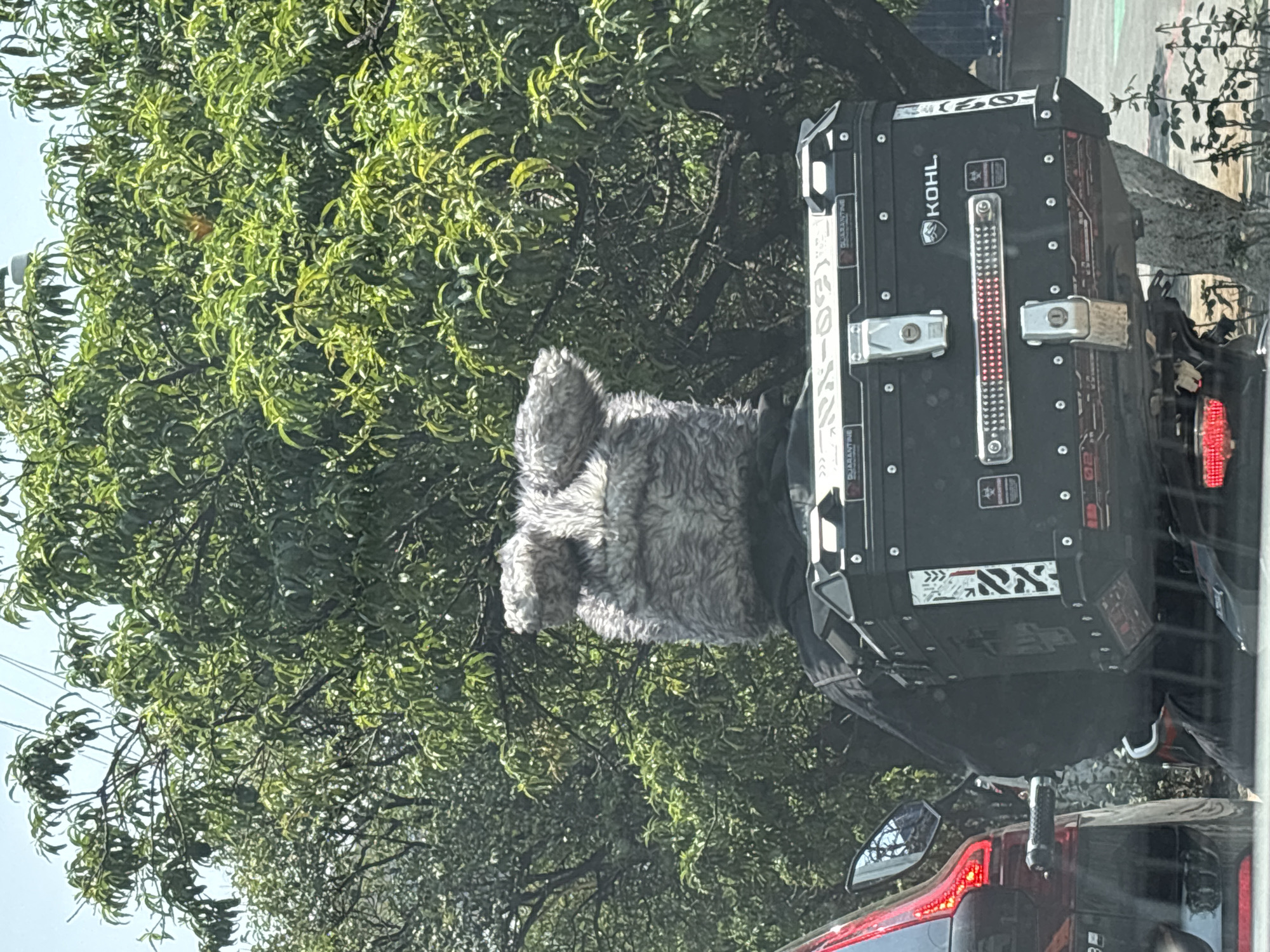The image captures a rear view of a motorcycle, featuring a large, customized black storage box, and a distinctive grey furry object, set against a backdrop of dense green tree foliage. The scene is outdoors, illuminated by bright daylight, suggesting clear weather. The image appears to be taken from another vehicle, possibly in traffic or at a stop.
The main subjects are the motorcycle's rear section and the objects it carries. A prominent, shapeless, grey furry item, possibly a stuffed animal or a furry accessory, is positioned directly above the storage box. The black storage box, likely a top case or pannier, is rectangular and heavily customized. It features silver latches, numerous rivets, and a central vertical strip of red LEDs. The background is dominated by the lush, vibrant green canopy of a large tree, with patches of bright sky visible through the leaves. The rear of a red vehicle, likely a car or truck with its taillight illuminated, is partially visible at the very bottom of the frame.
Notable details include the unique furry object, which gives the motorcycle a quirky appearance. The storage box is industrial in design with various stickers and labels. The bright sunlight indicates daytime.
Visible text on the black storage box includes "KOHL" in white letters, along with a logo depicting an animal's head (possibly a wolf or bear). White strips on the side of the box display the word "QUARANTINE" multiple times, and stylized text resembling Japanese katakana, which appears to spell "レオニダス" (Leonidas). Other smaller, less legible labels and geometric patterns are also present on the box's surface. The location context is Mexico City, Mexico.