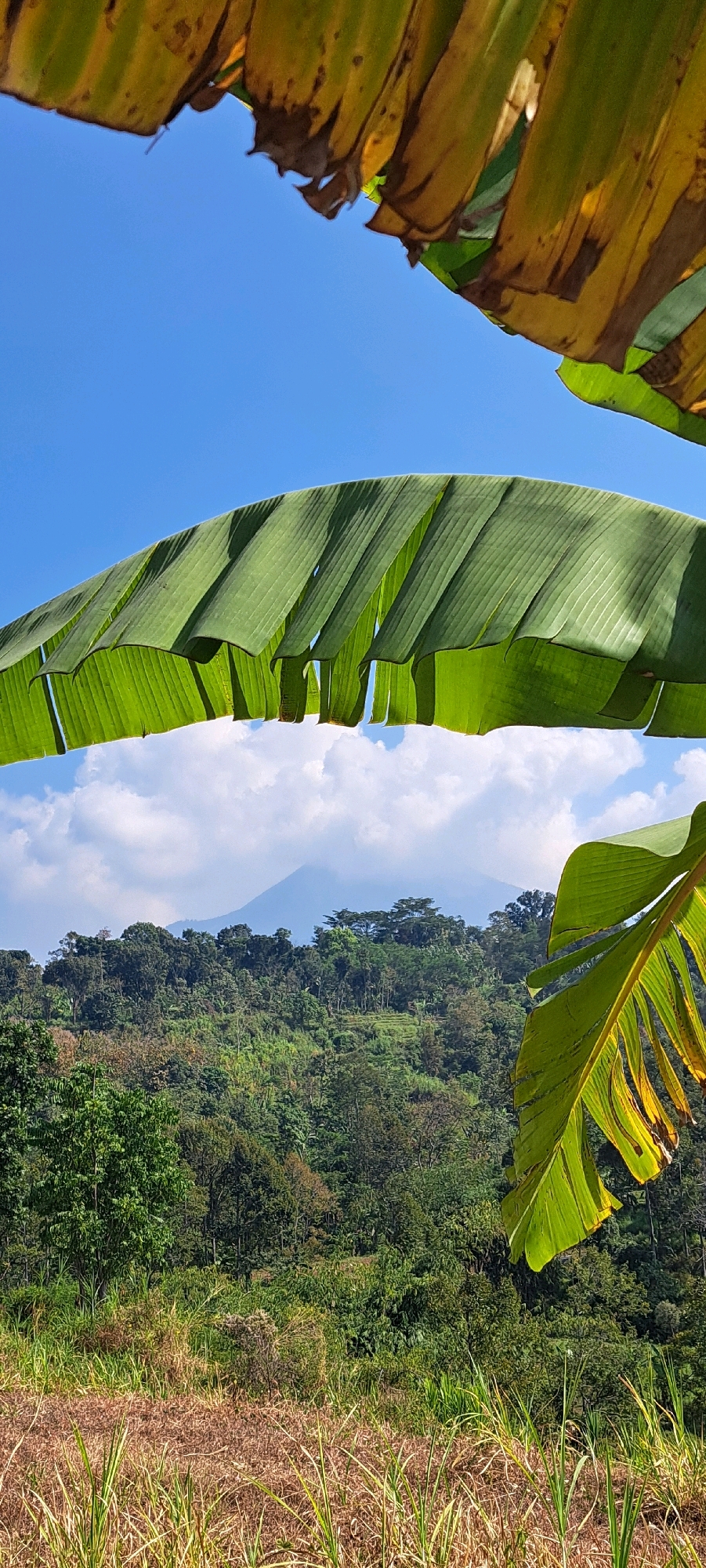 The image captures a lush, hilly landscape in Sekarjoho, Indonesia, under a bright blue sky with scattered white clouds. The foreground is framed by large, vibrant green banana leaves, with some at the top showing signs of drying and turning yellow. Below the leaves, a dense, verdant forest covers rolling hills, with a faint outline of a mountain visible in the distance. The terrain appears to be a mix of natural vegetation and possibly agricultural terraces, indicated by the varying shades of green and patterns within the forest. The lower part of the image shows dry, golden grasses and taller green reeds, suggesting a natural, untamed area. The scene evokes a sense of natural beauty and tranquility.