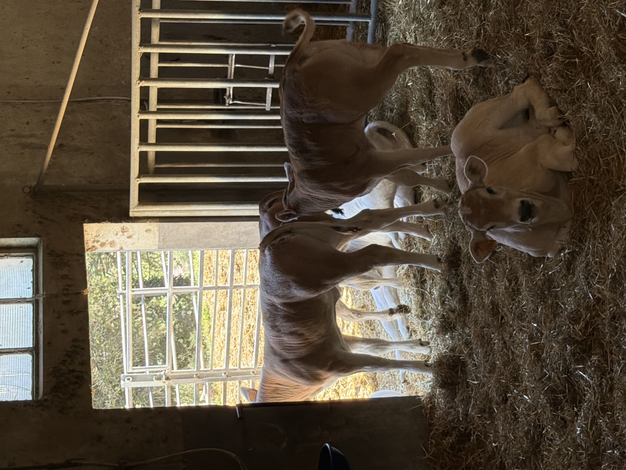 The image captures a scene inside a barn or stable, likely in Ulignano, Italy, showing multiple light-colored calves. There are at least four calves visible, with possibly more partially obscured. One calf is lying down on a bed of hay or straw in the foreground, facing the camera with its head visible. Another calf stands with its back to the camera, its tail curled upwards. Two other calves are partially visible, standing closer to the metal barriers.
The setting appears to be a calf pen within a barn, characterized by concrete walls and floor, and sturdy metal gates or barriers that separate different sections. These gates have horizontal bars. Natural daylight streams in through a rectangular window on the left side of the frame, illuminating the pen and revealing green foliage outside, suggesting a grassy outdoor area. Another smaller, multi-paned window is also visible on the left wall, indicating natural light sources.
The activity primarily involves the calves resting and standing within their enclosure. One calf has a yellow ear tag, on which the number "566" is clearly readable. The overall impression is one of a calm, typical daytime scene on a farm. No human subjects are visible, and the weather outside cannot be directly determined beyond it being daylight. A faint white cable or pipe runs along the concrete wall in the upper left quadrant.
