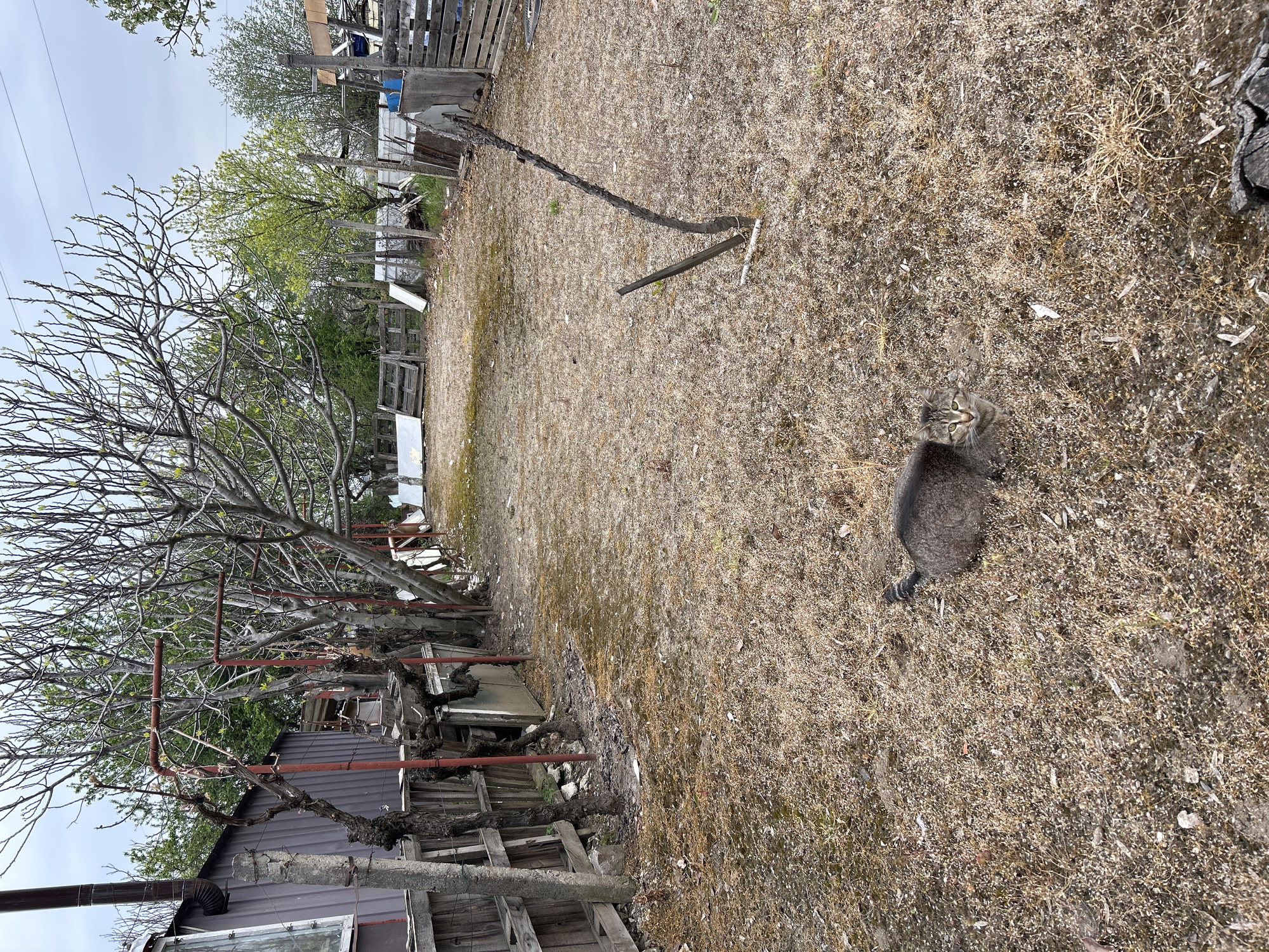 The image captures an outdoor scene, likely a rural backyard or property in Plovdiv, Bulgaria, under an overcast sky during the daytime. The ground is predominantly covered in dry, light brown grass and exposed dirt, interspersed with some patches of green vegetation and scattered debris.
A domestic short-haired tabby cat, with grey fur and subtle stripes, is a prominent subject in the mid-ground. It sits on the dry ground, looking directly upwards towards the viewer with curious, bright green eyes.
To the left of the frame, a large, mature tree with many bare, gnarled branches, and only a few nascent leaves, stands prominently. Behind it, another tree displays fresh, vibrant green foliage. Beneath these trees and extending along the left side of the image are various rustic structures, including a wooden fence and the grey corrugated metal siding and window of a small building or shed. Red-painted metal pipes run horizontally and vertically, integrated into the structures and tree branches, possibly for support or utility. Thick, woody vines are intertwined around these structures.
Further into the background and to the right, more wooden fences and palings define the property boundaries. Overhead power lines are visible against the light grey sky in the upper left. On the dry ground in the middle-right, a long, dark, gnarled piece of wood lies horizontally, accompanied by a shorter piece.
The scene conveys a quiet, perhaps slightly rustic or utilitarian outdoor environment. There is no visible text in the image.