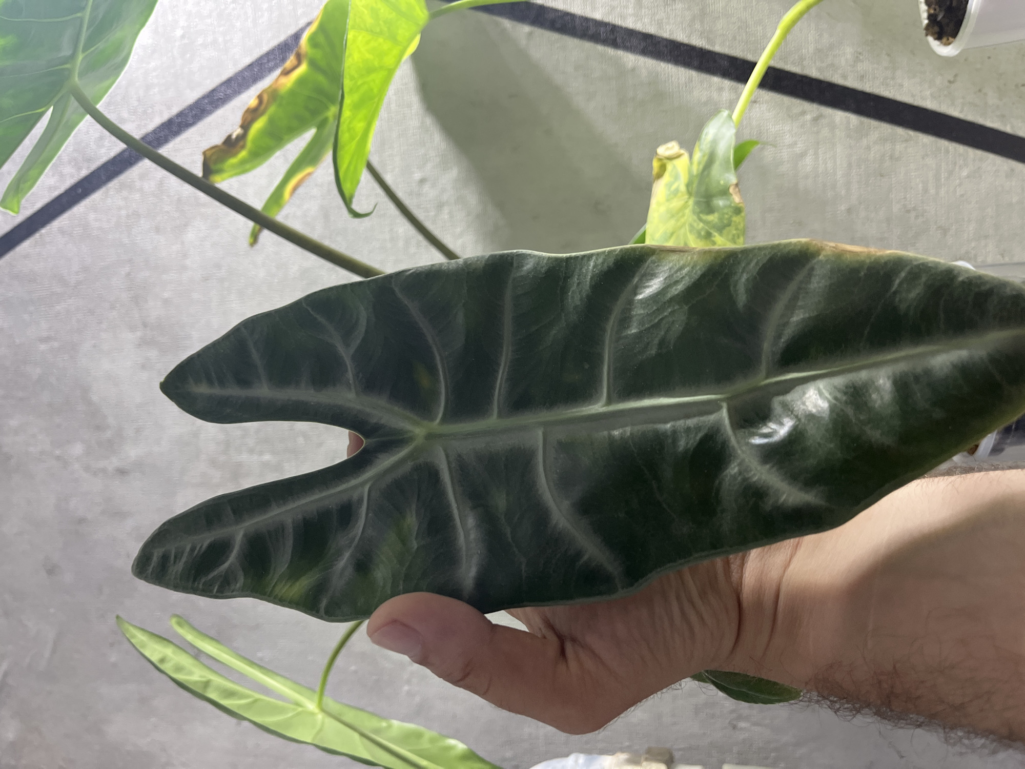A hand holds a large, dark green leaf with prominent veins. The leaf has a distinctive arrowhead shape with two pointed lobes at the top. The background is a textured, light-colored wall with a geometric pattern of shadows. To the right of the main leaf, another plant with lighter green, slightly yellowed leaves is visible. The scene appears to be indoors, possibly in a home or greenhouse, given the presence of a plant and a plain wall. The lighting suggests artificial light, possibly a grow light, creating strong shadows. The image is focused on the leaf and hand, with the background softly blurred. There are no indications of a specific city or location beyond the general description of an indoor environment.