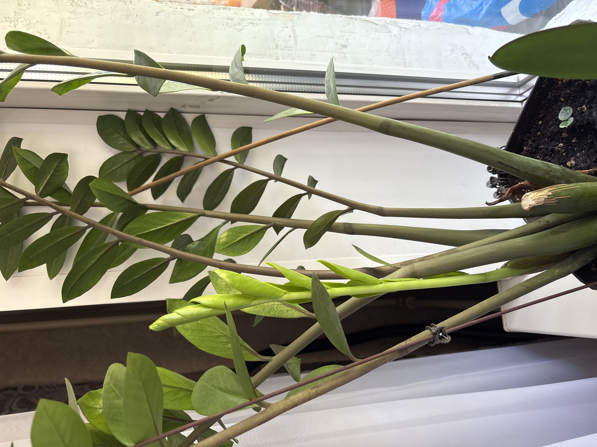 The image depicts a Zamioculcas zamiifolia (ZZ plant) potted in a black rectangular container filled with dark soil, situated indoors, likely on a white windowsill or shelf. The specific location within the city of Chernogorsk, Russia, cannot be determined from the visual information provided.
The plant features multiple upright, thick stems ranging from dark green to purplish-brown. Several stems bear mature, glossy, dark green, oval-shaped leaves. A prominent, vibrant light-green shoot is unfurling towards the center-left, with tightly rolled new leaves at its apex and smaller, emerging leaves further down the stem. Another smaller, newer shoot is visible nearby. One stem near the soil line appears to have been cut or broken, exposing a lighter internal structure. A small, light-green seedling or sprout is visible in the soil near the pot's center-right edge.
Two slender wooden support stakes are visible; one is secured to a plant stem with a black cable tie or similar fastener.
In the background, a white curtain is partially visible on the left side, with a dark, blurred background behind it, suggesting a room or doorway. On the right, a white window frame is present, through which an opaque or textured glass pane is visible. Beyond the window, blurred outdoor elements include a prominent blue object, possibly a tarp or plastic covering, and various reddish-brown and darker textures. Natural light appears to illuminate the scene from the right. No people are present.
