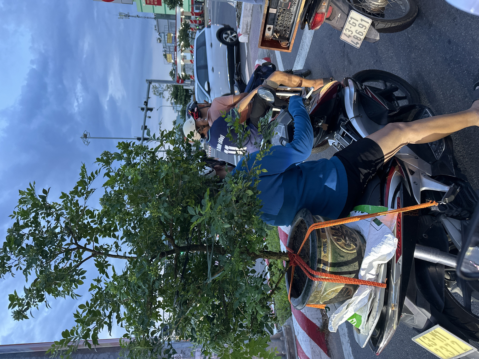 A motorbike with a large potted tree strapped to its rear is stopped at a traffic light intersection in Đà Nẵng, Vietnam. The motorbike is ridden by a person wearing a blue jacket and black shorts, with another person sitting behind them wearing a light pink shirt. Two other motorbikes are visible, one to the right with a license plate reading "43-G1 486.91", and another to the left where a person wearing a blue jacket is partially visible. In the background, a white SUV is stopped at the intersection, and traffic lights and streetlights are visible, along with a building with a red and white sign. The sky is overcast with dark clouds, suggesting either early morning or late evening. The scene appears to be a typical urban street in Vietnam, likely a commercial or mixed-use area, given the presence of buildings and businesses.