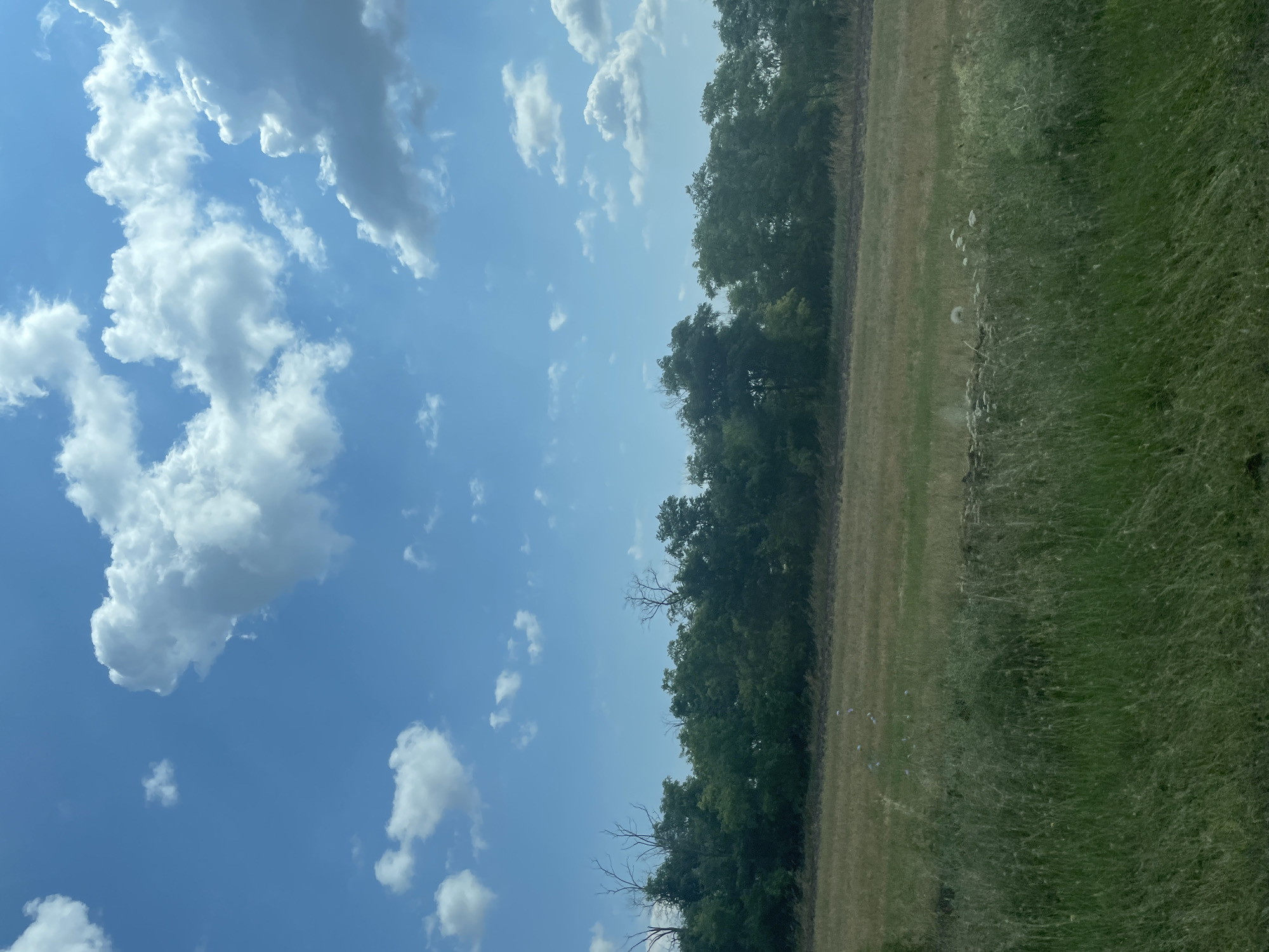 The image depicts a wide, flat landscape under a bright blue sky with scattered white cumulus clouds. In the foreground, tall green grass is visible, giving way to a dry, mowed field. A line of dense, dark green trees forms a barrier across the middle ground, with some bare, skeletal branches of dead trees interspersed among them. The background is a pale blue sky. There are no people or animals clearly visible in the scene, though a small cluster of white objects, possibly birds, can be seen in the dry field. The image appears to be taken from a slightly elevated vantage point, looking out over the fields. The location is identified as Proletarskii, Russia.