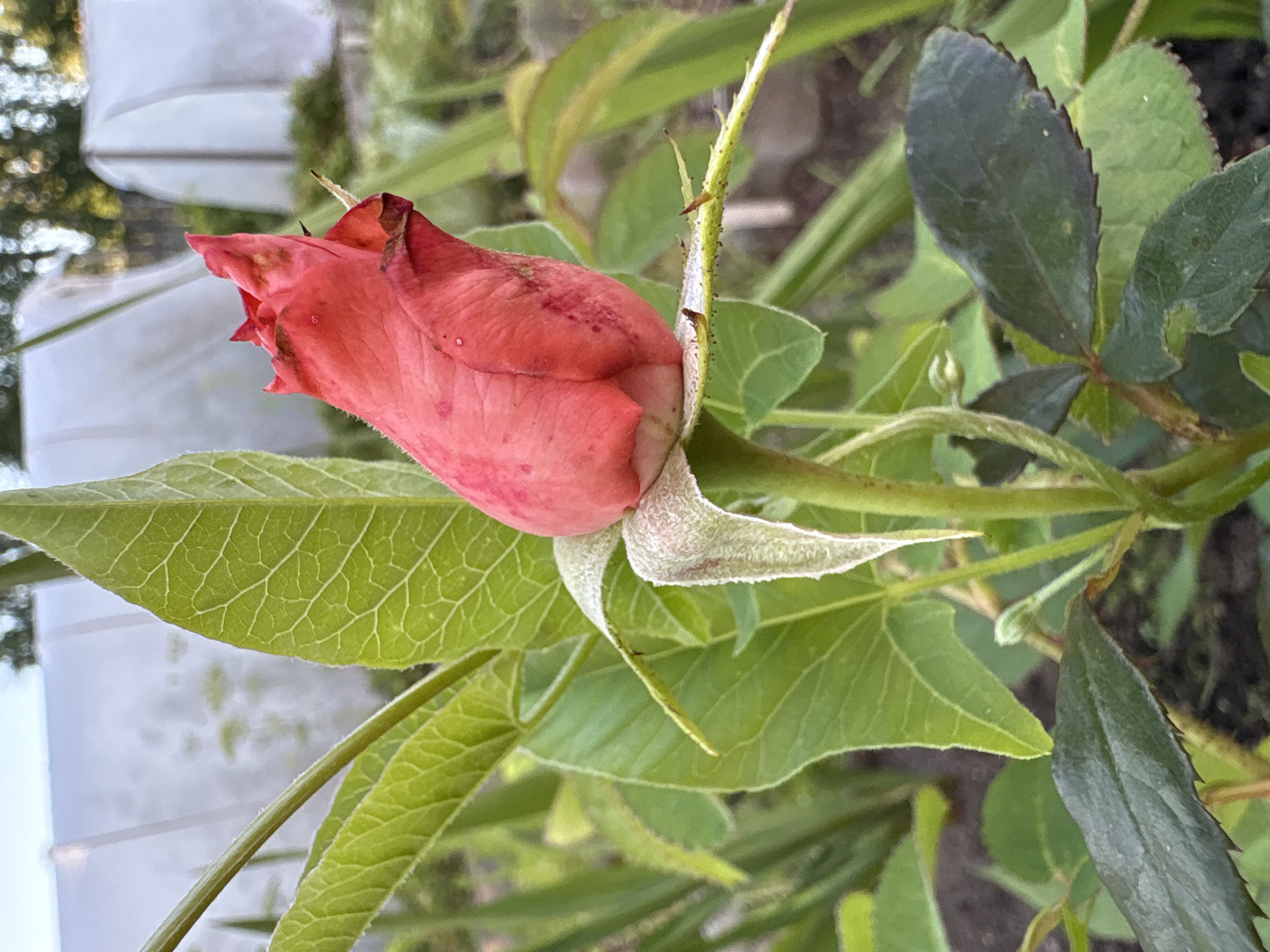 A close-up, eye-level shot focuses on a single, partially opened red rosebud. The rosebud is vibrant pinkish-red with darker red speckling and some browning at the tips of its petals. It is surrounded by lush green foliage. A light-colored, fuzzy sepal extends from the base of the bud. The stem is green and exhibits small, sharp thorns. In the background, out of focus, are two white, arched structures, likely agricultural greenhouses, and blurred green trees under a pale sky. The setting appears to be a garden or allotment in Vetrulugsky, Russia.