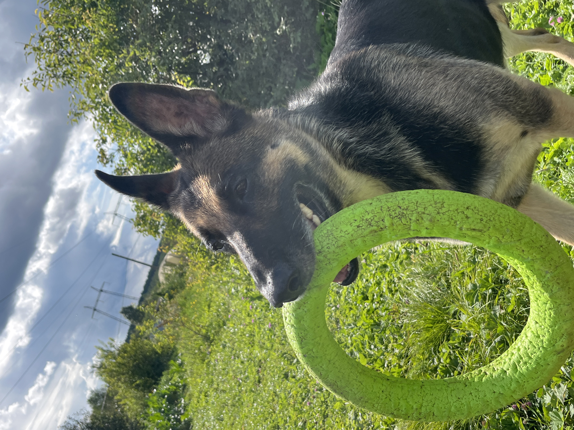 A close-up, eye-level, vertical shot shows a German Shepherd dog in a grassy outdoor setting, likely in Nizhny Tagil, Russia, given its typical landscape of rolling hills, scattered trees, and power lines under a partly cloudy sky. The dog is holding a bright green, ring-shaped toy in its mouth. Its head is turned to the left, with its mouth open, revealing teeth and a hint of the toy's texture. The dog's fur is a mix of black, brown, and tan, with sharp, erect ears. In the background, lush green grass and various trees are visible, with power lines and pylons stretching across the horizon under a dramatic sky. The lighting suggests it is daytime, possibly late afternoon, with dappled sunlight on the dog and the surrounding foliage. The overall impression is of a dog enjoying playtime in a natural, rural environment.