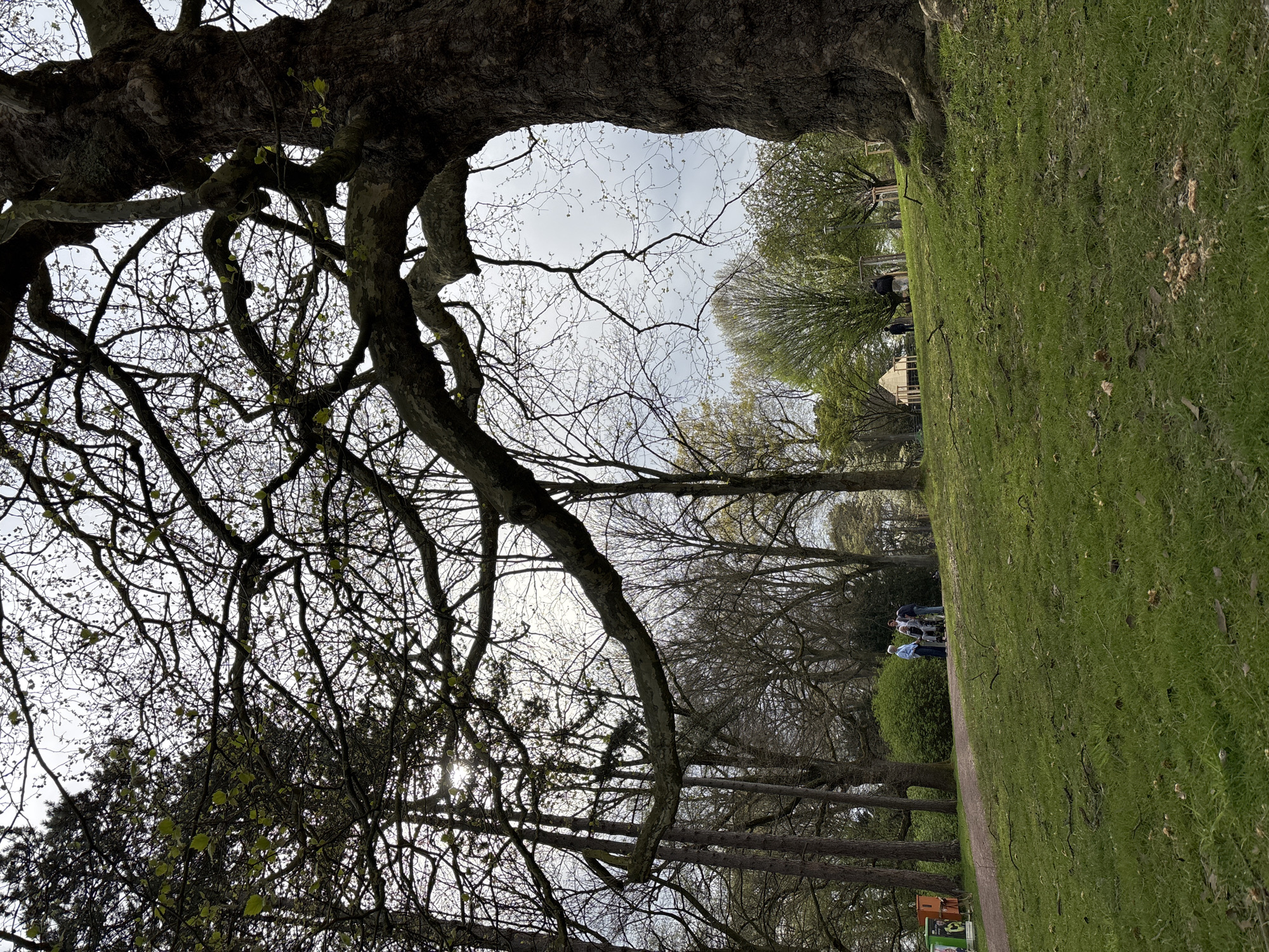 The image depicts a park scene. A large tree with bare branches dominates the foreground, framing a view of a grassy field and other trees in the distance. A group of people stands on a path in the middle ground. The grass is green, and the sky is overcast. The specific location in the city of Unknown, Unknown is not discernible from the image.