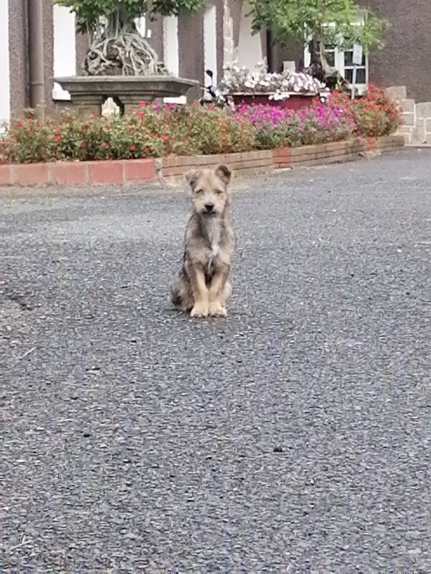 A small, shaggy, light brown dog sits attentively on a dark asphalt surface. The dog is facing the camera, with its front paws placed neatly in front of it. Behind the dog, a low brick wall borders a garden bed filled with a variety of colorful flowers, including pinks, reds, and purples. Further back, a decorative stone planter holds a large bonsai tree with intricate root systems. The background consists of a building with textured walls and windows. The scene appears to be an outdoor setting, possibly a garden or courtyard. No specific landmarks of Da Lat, Vietnam are visible.