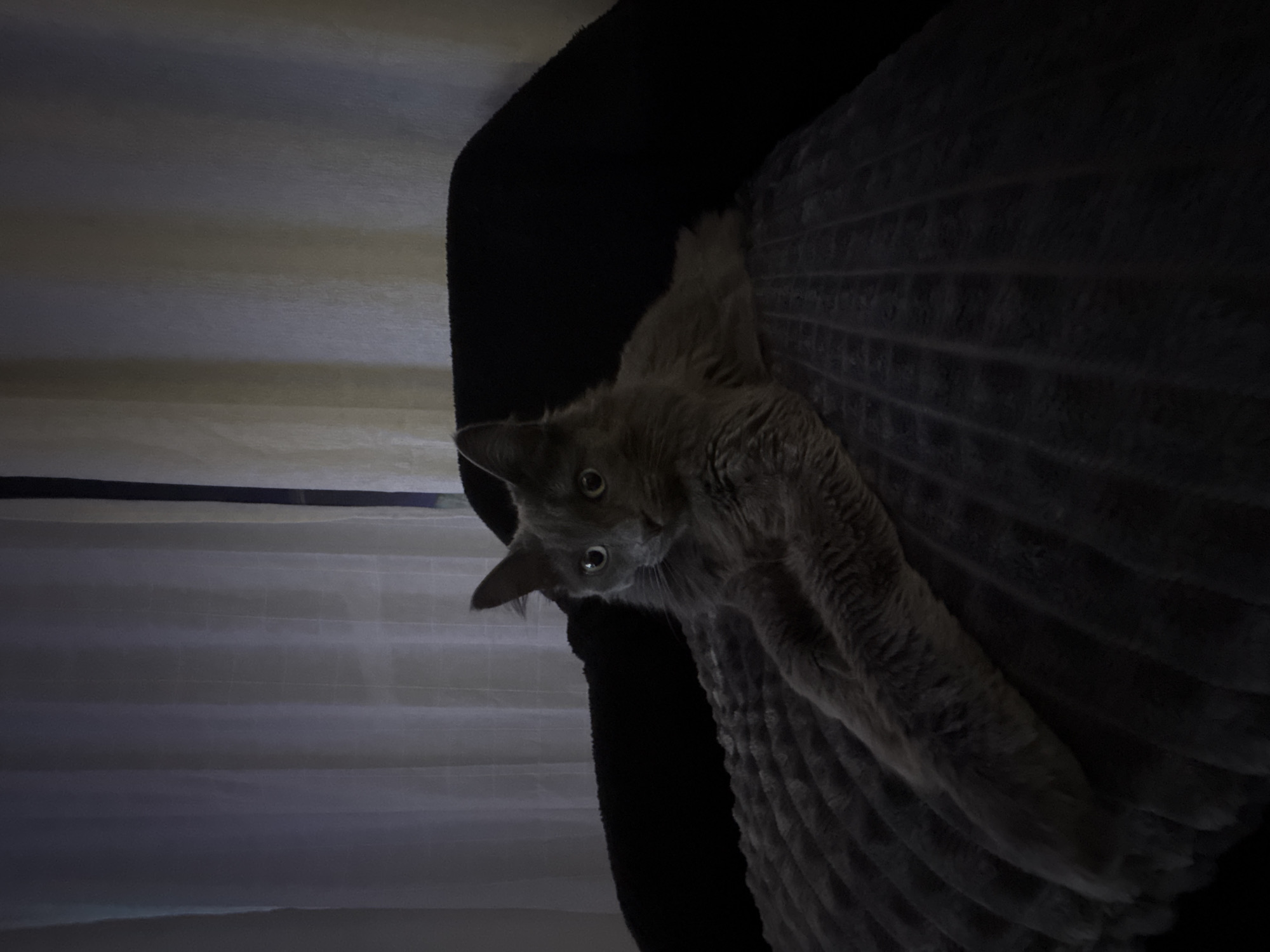 A gray cat with yellow eyes is lying on a dark gray, corduroy-like cushion. The cushion is placed against a black, soft-looking material. The background is a horizontally lined, light-colored surface. The image is dimly lit. No information suggests this photo was taken in Varna, Bulgaria.