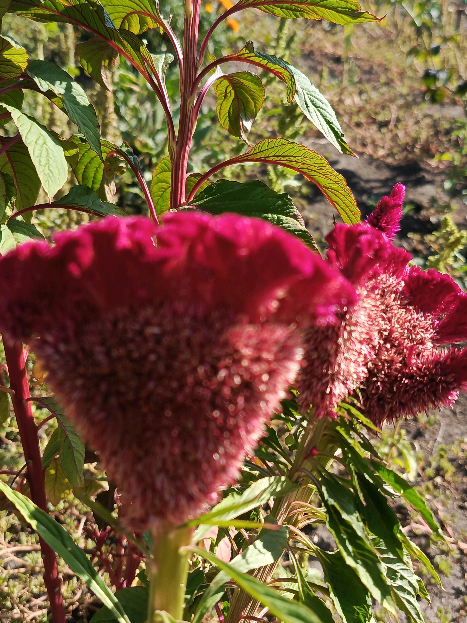 In an outdoor setting with dappled sunlight, two vibrant crimson celosia flowers dominate the foreground. The flower on the left is in sharp focus, showcasing its feathery texture and intricate detail. To its right, a second celosia flower, slightly out of focus, mirrors the texture and color of the first. Both flowers emerge from thick, reddish-green stems, interspersed with large, pointed green leaves, some of which display red venation. The background is a soft blur of earthy tones and green foliage, suggesting a garden or natural landscape. The overall impression is one of natural beauty and the vivid colors of blooming flowers.