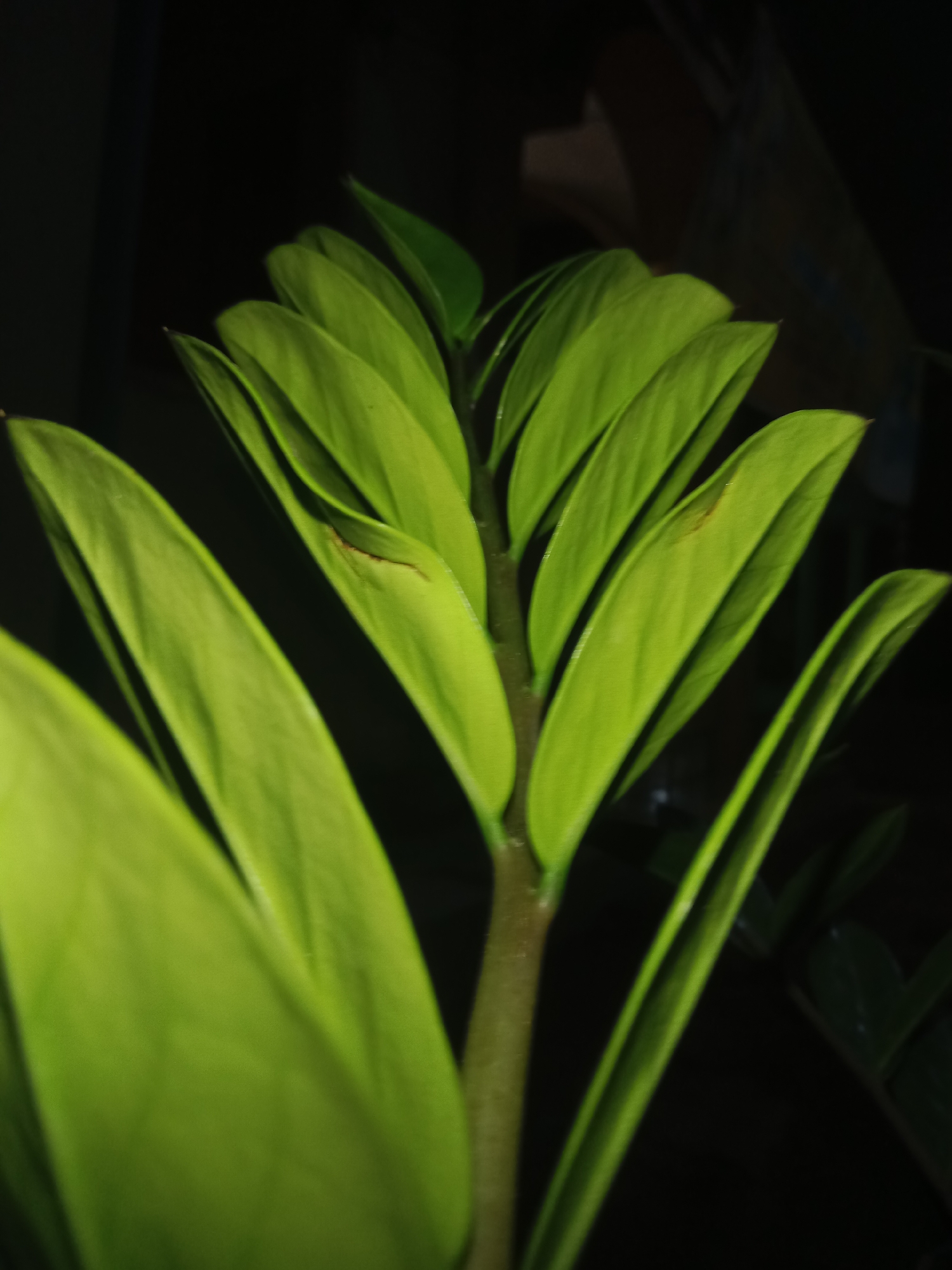 A close-up shot focuses on the vibrant green leaves of a Zamioculcas zamiifolia plant, commonly known as a ZZ plant. The leaves are arranged in an upright, fanning pattern, with their glossy surfaces reflecting soft light. The background is dark and indistinct, suggesting an indoor setting or a dimly lit outdoor environment. The plant appears healthy and well-maintained, with no visible signs of damage or disease, except for a few small, reddish-brown spots on some of the leaves, which could indicate minor browning or a slight injury. The stem is thick and fleshy, typical of the ZZ plant's growth habit. The overall impression is one of natural beauty and tranquility. The image has been taken in Lemahkembar, Indonesia.