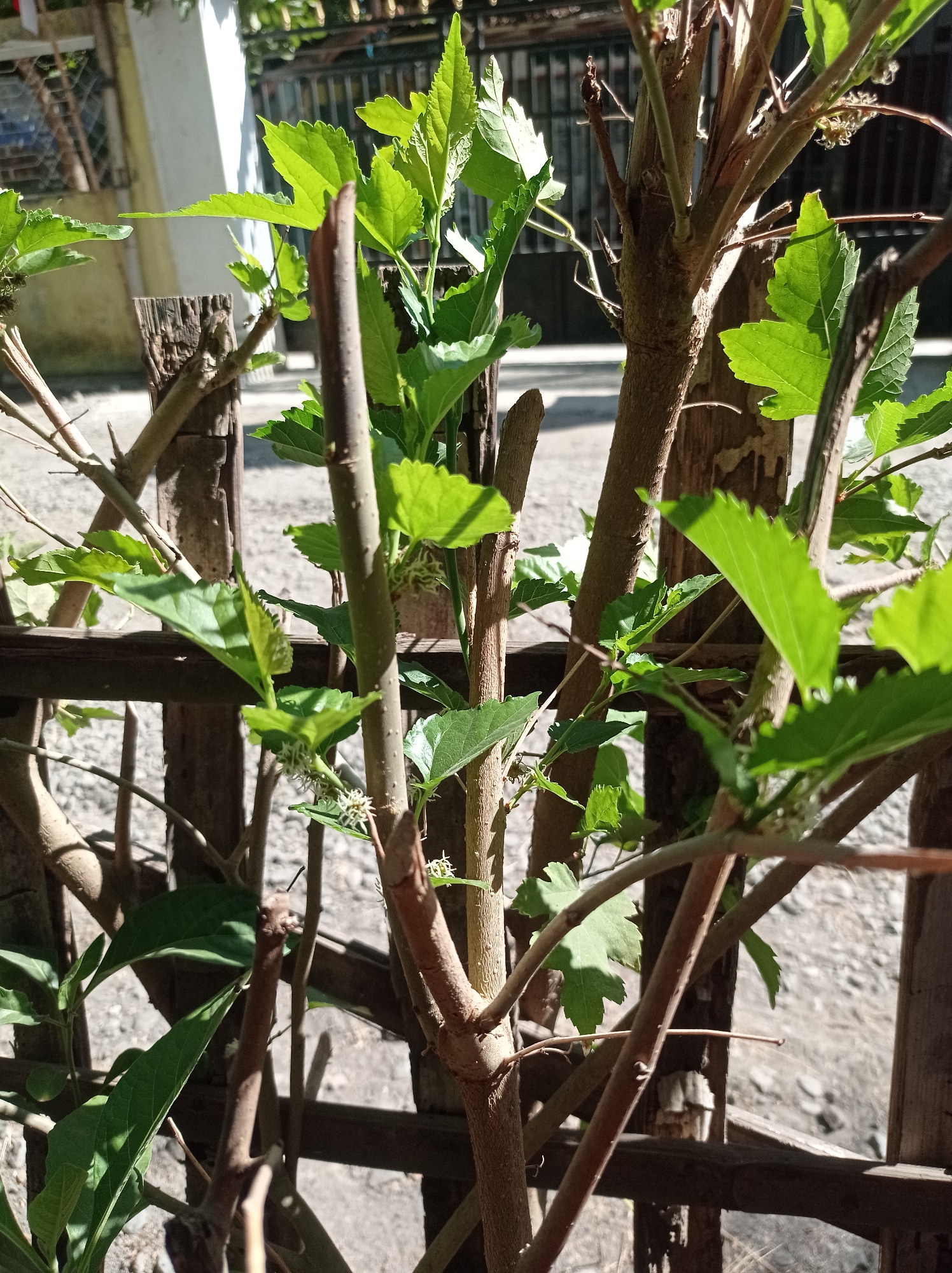 In the city of Mimbo, Indonesia, a close-up shot focuses on the branches and new green leaves of a tree, possibly a mulberry tree given the small white blossoms visible on some stems. The branches are brown and vary in thickness, with some appearing younger and lighter in color. The background is out of focus, showing a rustic wooden fence made of vertical posts and horizontal planks. Beyond the fence, the ground is covered in small stones and gravel, and hints of a building with a white wall and barred windows can be seen. The lighting suggests it is daytime, with sunlight casting shadows and highlighting the vibrant green of the leaves. No people are present in the image.