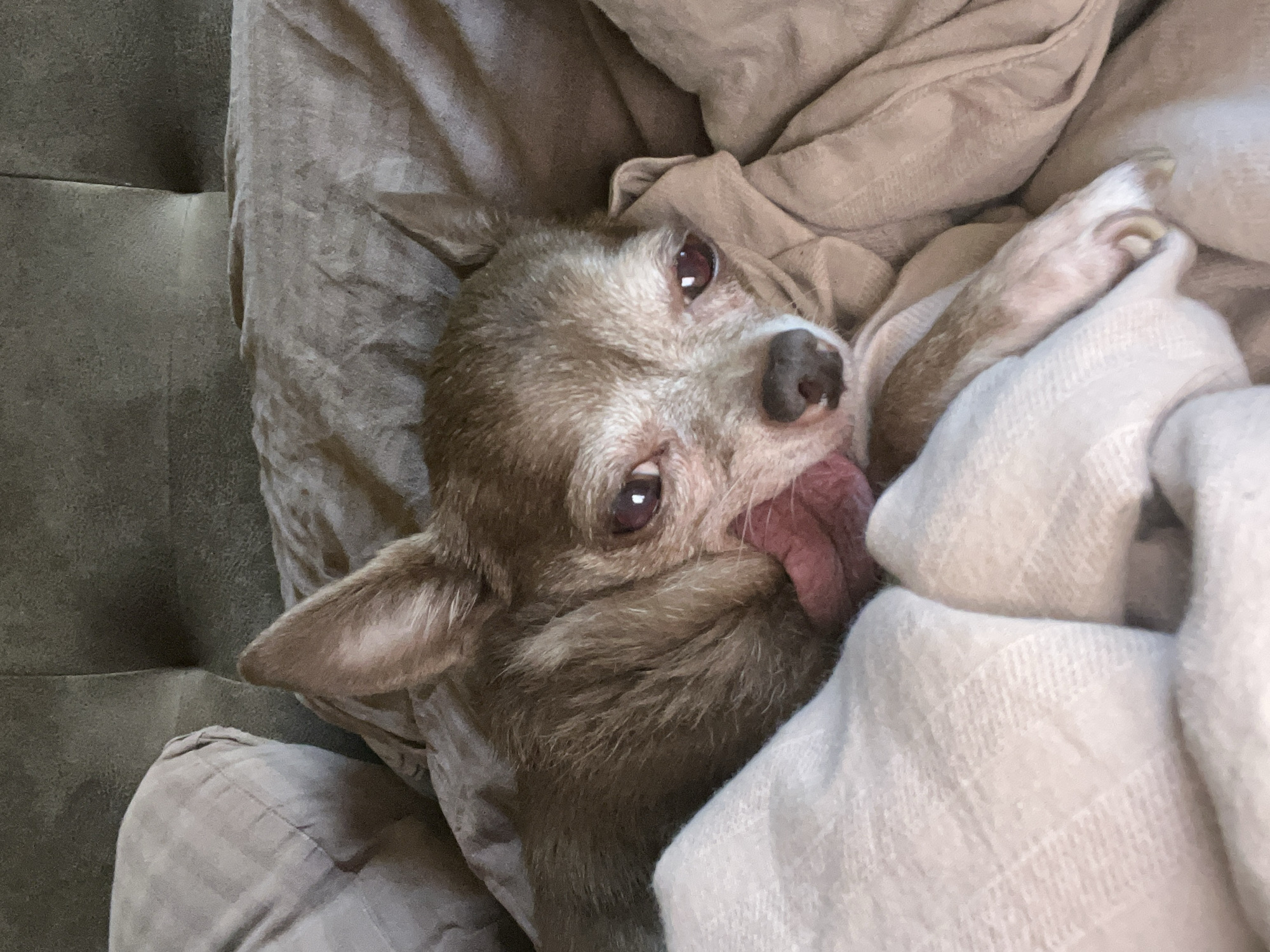 A close-up, eye-level shot shows a small, tan-colored dog, likely a chihuahua, lying on a bed. The dog's head is tilted slightly to the right, and its pink tongue is visible, touching its nose. It is nestled among light tan and cream-colored blankets, with a dark gray upholstered headboard visible in the background. The lighting is soft, suggesting an indoor setting. The image does not contain any information that would indicate its location in Nizhny Novgorod, Russia, or any specific city.