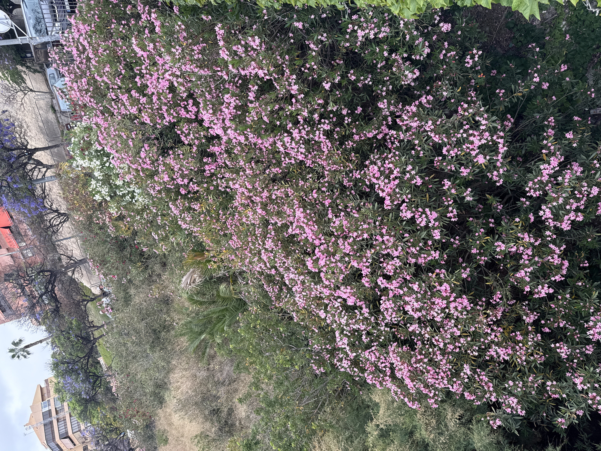 The image displays an elevated view of a vibrant outdoor landscape, dominated by lush vegetation. In the foreground and midground, a sprawling bush or tree is densely covered in numerous small, light pink flowers, standing out against its dark green foliage.
Beyond this flowering plant, the scene extends to a paved area, likely a street or path, where at least one light-colored car is visible. Along this path, several trees with intricate, bare branches are present, alongside other trees adorned with clusters of distinctive purple flowers, indicative of Jacarandas. Further in the background, there are more green trees and a few palm trees, interspersed with areas of dry, brown vegetation.
In the far distance, several buildings, possibly apartment blocks, are visible under an overcast or hazy sky. The natural light suggests it is daytime, with soft, diffused illumination and no harsh shadows. The overall impression is that of a green, urban or suburban environment. No people or specific activities are clearly taking place, and no visible text is present in the image.