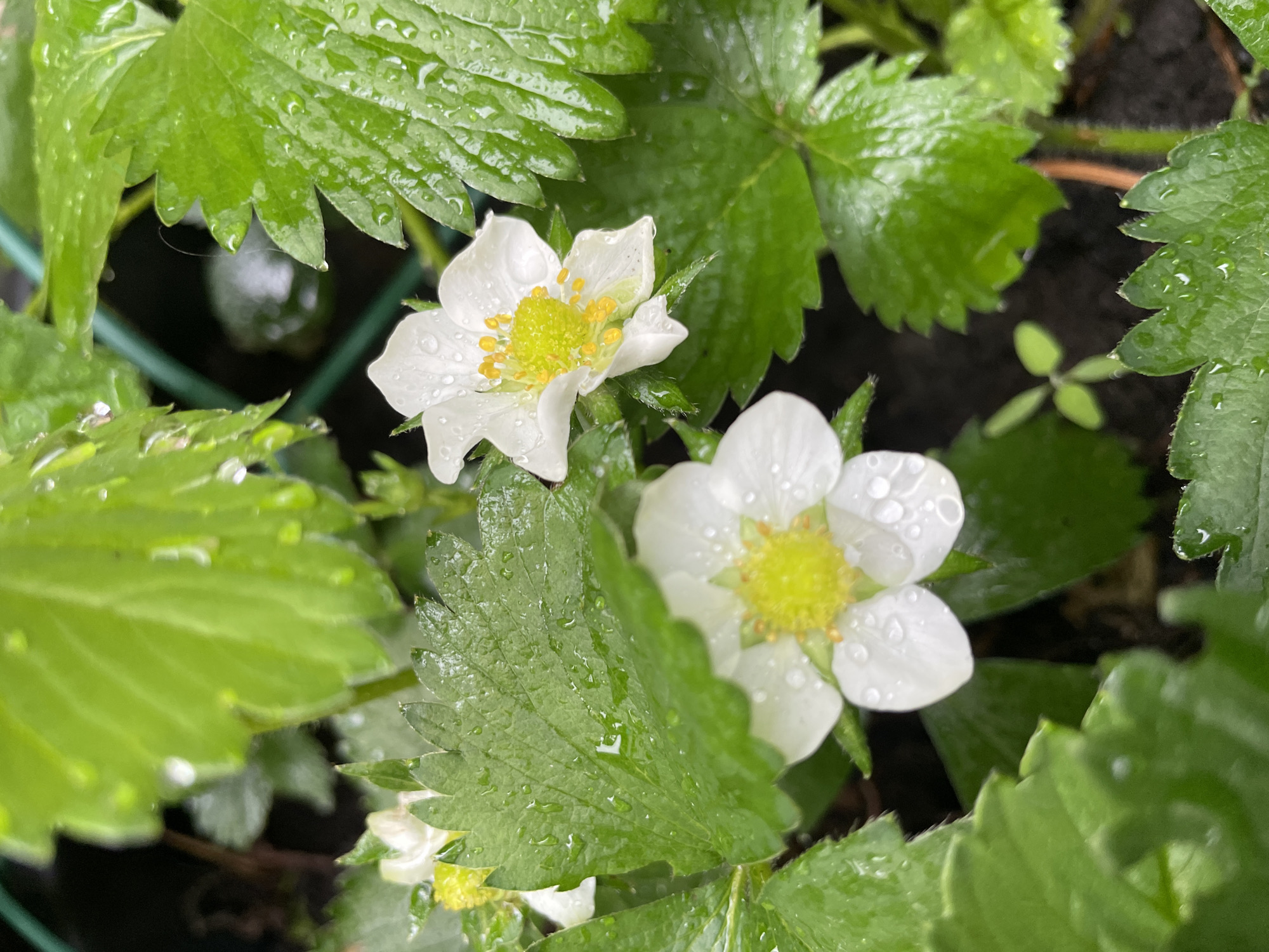The image is a close-up shot of strawberry plants, featuring two open, white flowers with yellow centers. Water droplets are visible on both the flowers and the surrounding green leaves. The plants are in a pot with dark soil visible. It is not possible to determine if the image was taken in Olginka, Russia from the visual data provided.