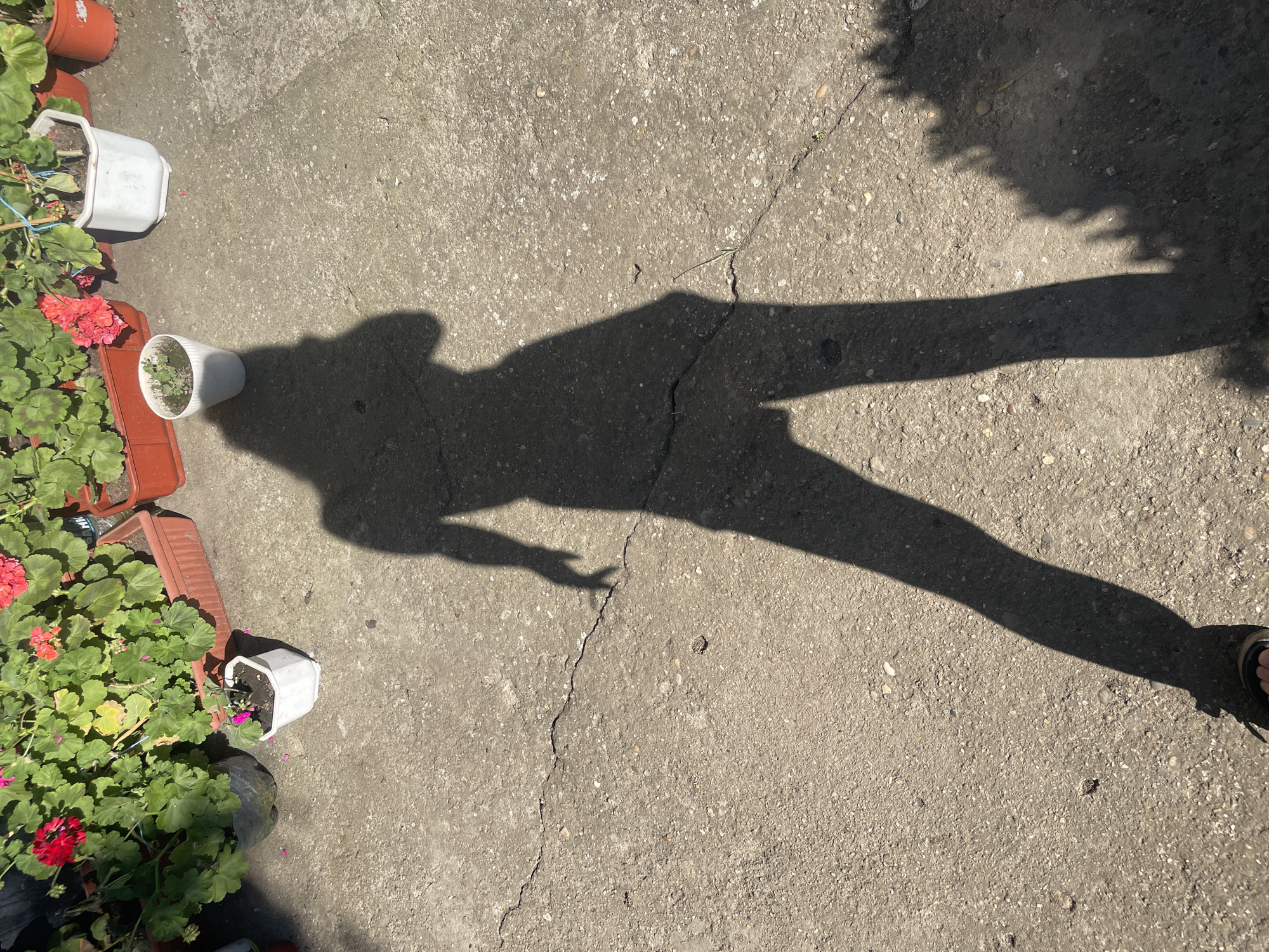 In Zheglartsi, Bulgaria, a shadow of a person is cast on a concrete ground, with several potted plants visible in the background. The concrete surface shows cracks and scattered pebbles. The plants, including geraniums, are in various plastic and terracotta pots, some with red and pink flowers. The lighting suggests a sunny day.