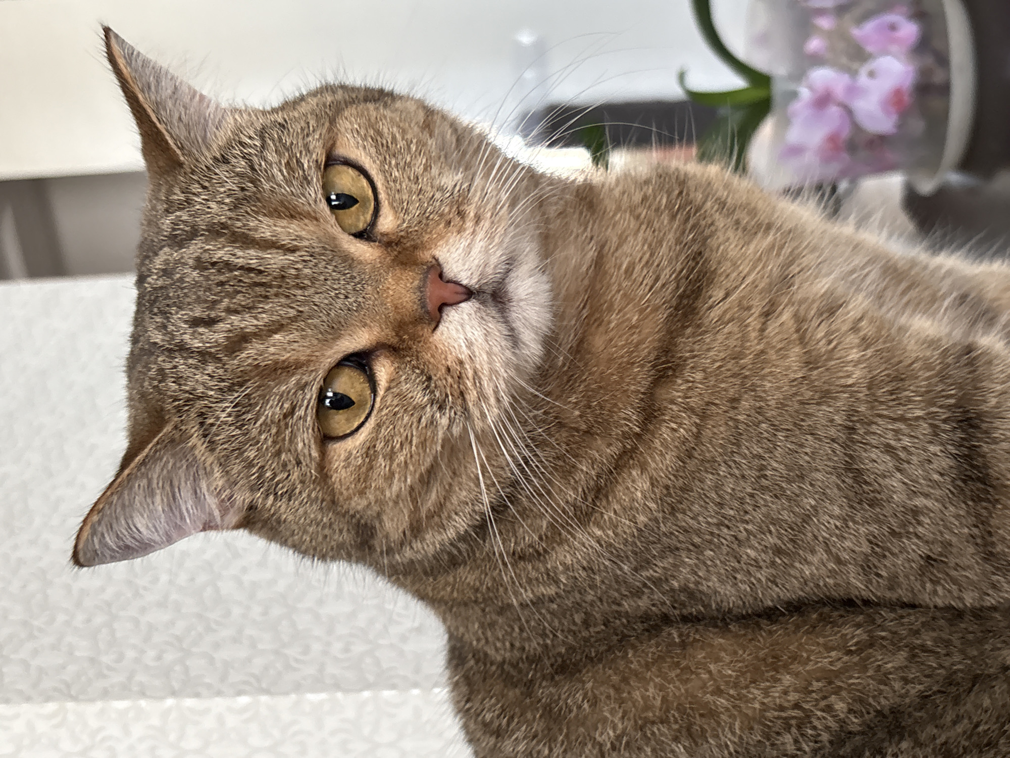 A close-up portrait of a brown tabby cat with piercing yellow eyes is captured in an indoor setting. The cat is positioned centrally, facing the viewer with a slightly furrowed brow. Its fur exhibits a mix of brown, black, and lighter brown stripes, typical of a tabby pattern. White whiskers fan out from its muzzle, and its nose is a soft pink. The background is softly blurred, suggesting a shallow depth of field. To the right of the cat, a small, translucent pot contains several delicate pink flowers, possibly orchids, with green leaves visible. The lighting appears to be natural, casting subtle shadows and highlighting the texture of the cat's fur. The overall impression is one of quiet observation, with the cat appearing calm and alert. The image does not depict any specific landmarks or elements that would indicate its location within Saint Petersburg, Russia.