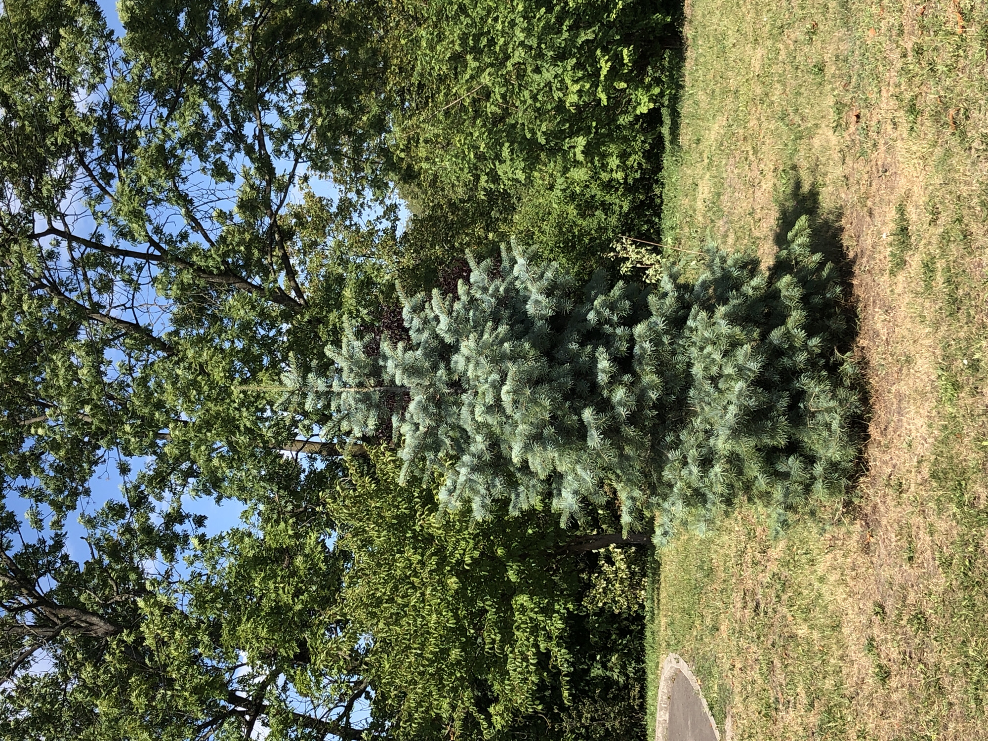 A solitary blue spruce tree stands on a dry, grassy lawn in Lviv, Ukraine. The tree, with its blue-green needles, is the central focus of the image. Behind it, a dense backdrop of green deciduous trees and foliage creates a natural setting. The sky above is clear blue, with a few wisps of white clouds visible through the canopy of the larger trees. The ground surrounding the spruce is dry and patchy, with visible patches of brown grass. To the left of the frame, a curved edge of a paved pathway is visible, suggesting the tree is located in a park or landscaped area. The overall impression is of a sunny day in a verdant, possibly urban, green space.