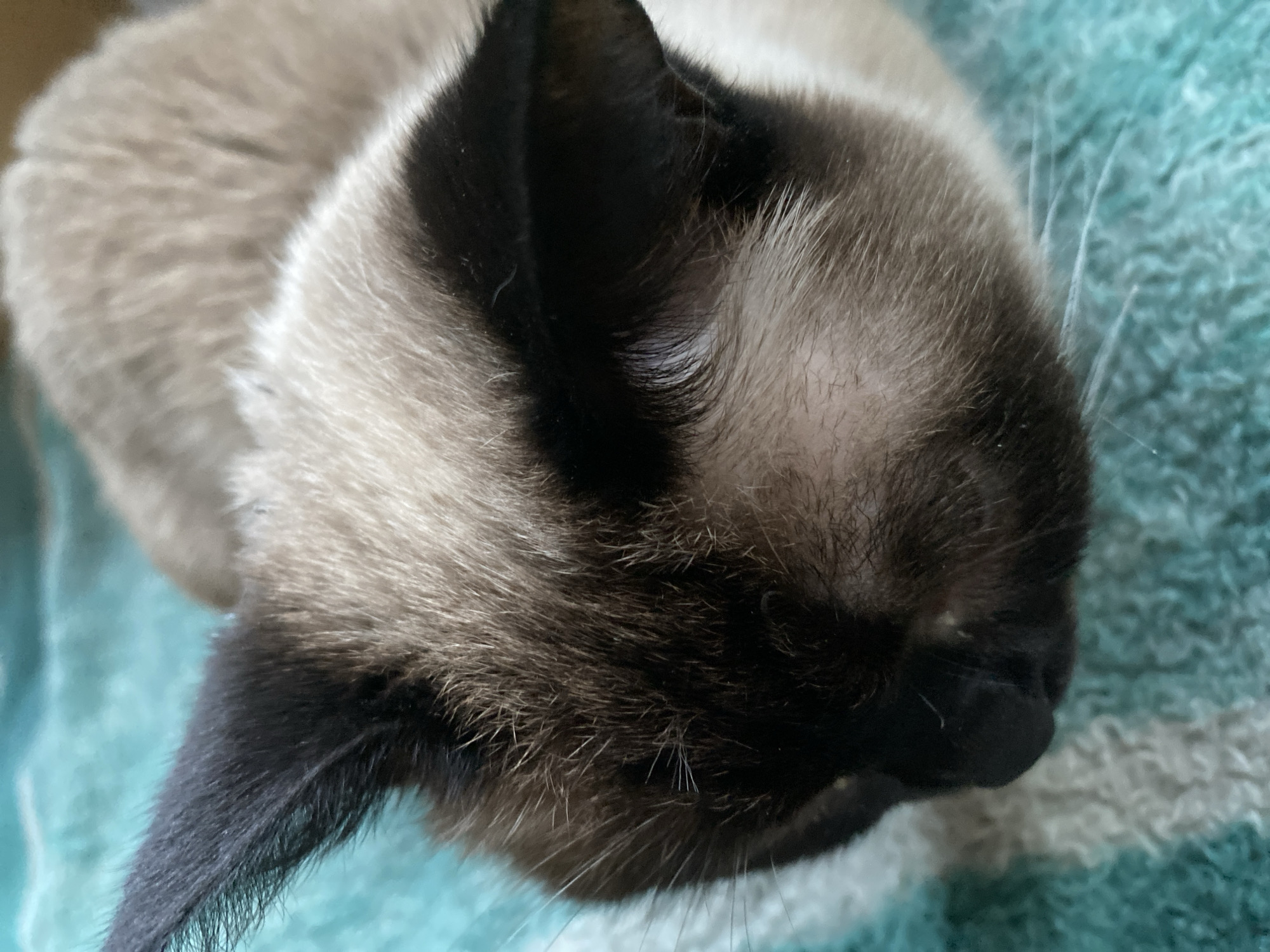 The image shows a close-up of a Siamese cat's head. The cat has distinctive dark brown markings on its ears, face, and possibly its body, contrasting with its lighter fur. It is resting on a turquoise and white striped surface, likely a blanket or towel. The cat's eyes are not visible in this particular frame. The lighting is natural, highlighting the texture of the cat's fur and the fibers of the surface. There is no indication of the cat's location within Almaty, Kazakhstan, or any other specific geographic details. The image is a still photograph, and no actions or interactions are depicted.