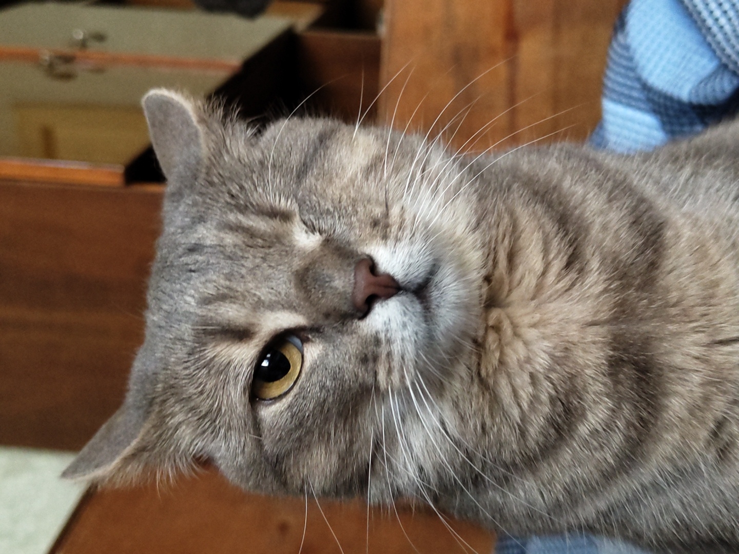 A close-up, head-on, eye-level portrait shows a grey tabby cat with its left eye closed in a wink. The cat's right eye is open and amber-colored. Its fur is striped with darker grey and beige markings. Long white whiskers extend from the cat's muzzle. The cat's nose is a dark pinkish-brown. The background is softly blurred, with warm brown wooden surfaces and a hint of a blue and white plaid fabric beneath the cat. The lighting suggests an indoor setting, likely a home.