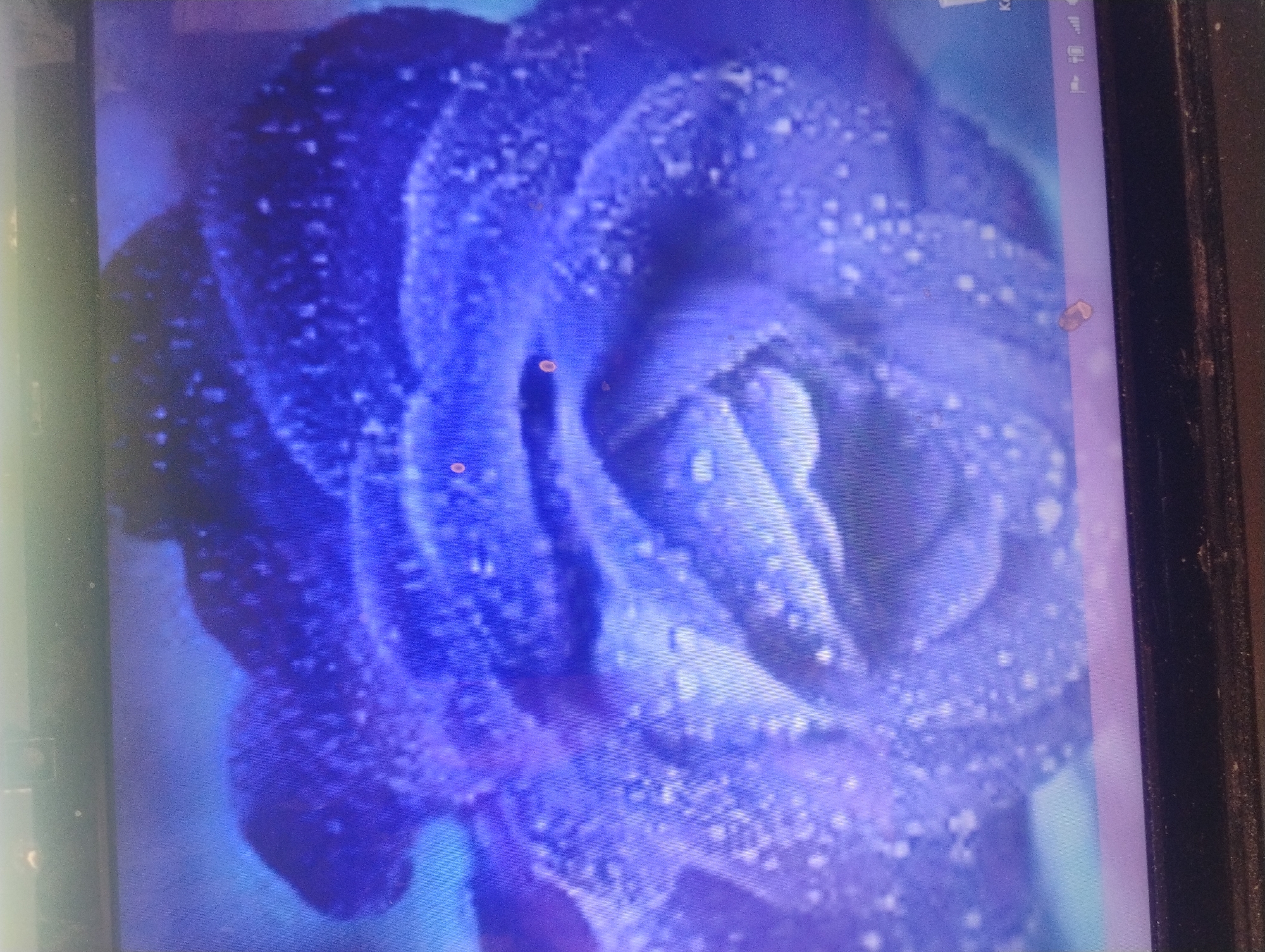 The image displays a close-up, low-resolution view of a computer screen showing a blue rose with water droplets. The screen is positioned above a dark, textured surface, possibly the top of a laptop or desktop computer. The lighting suggests the image was taken in a dimly lit environment. There is no visible indication of the location in the city of Rumyantsevo, Bulgaria.