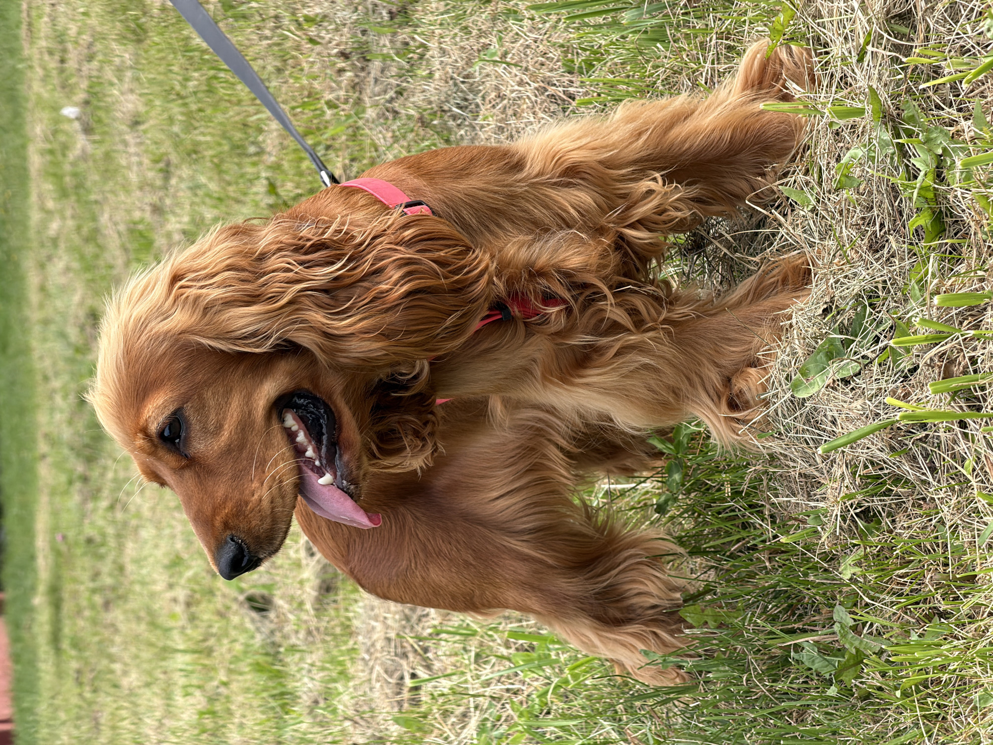 An adult English Cocker Spaniel, a medium-sized breed with a golden-brown coat and long, wavy ears, stands in a grassy area. The dog is facing left, with its mouth open and tongue extended, appearing to pant. It is wearing a pink collar and a red harness. A dark leash is attached to the collar and extends out of frame to the upper right. The dog's fur is wet in places, suggesting it may have recently been in water or is sweating. The ground is covered in a mix of green grass and dry, straw-like vegetation. The background is out of focus, showing more grass and a hint of a wooden fence or structure in the distance, under an overcast sky. The scene is typical of an outdoor park or yard in Minsk, Belarus, on a warm day, likely during the spring or summer months when the grass is growing and the weather is suitable for outdoor activities.