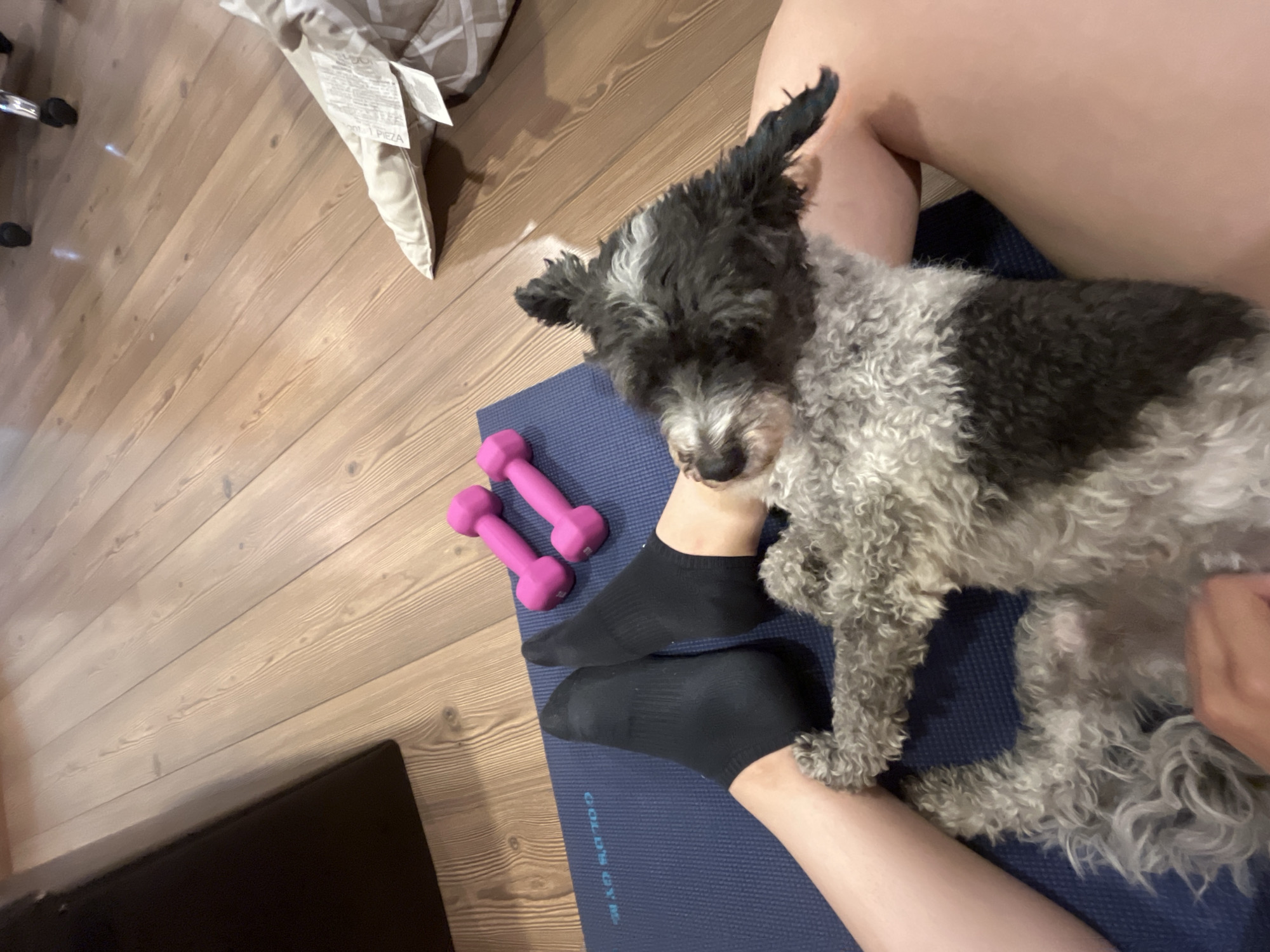 A top-down shot shows a person sitting on a blue yoga mat, a black and grey small dog standing on their legs. The person is wearing black socks. Two pink dumbbells are placed on the yoga mat near the feet. Part of a brown wooden floor is visible, with a neutral-colored cushion in the upper left. A black object, potentially furniture, is visible on the lower left. The location is specified as Barrio de Nuevo León, Mexico, although this cannot be visually verified from the image. No specific actions are visible beyond the dog standing and the person sitting.