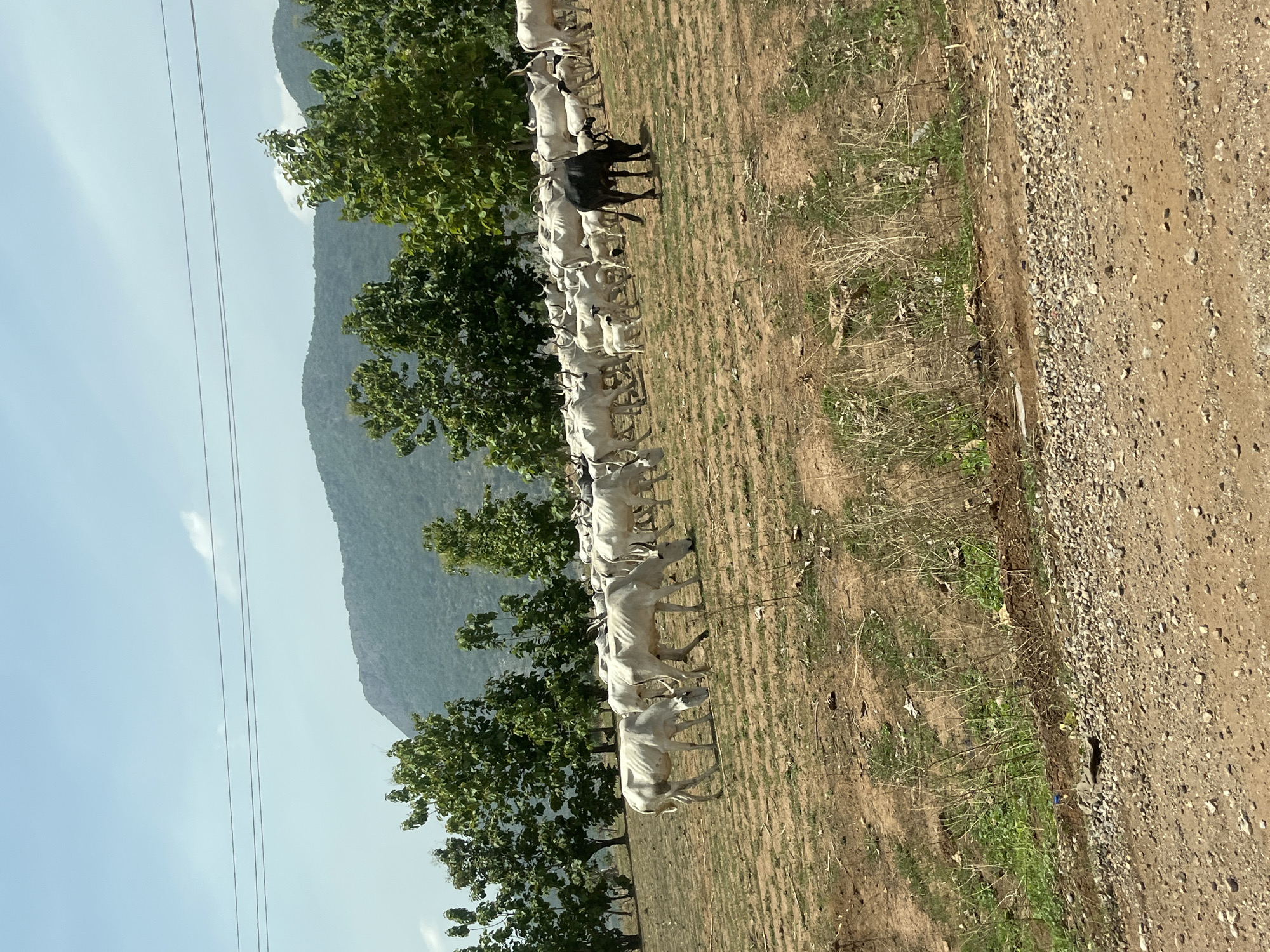 This landscape image, likely taken in Nandu, Nigeria, depicts a rural scene under a clear daytime sky. The primary subjects are a long line of cattle, predominantly white or light-colored, seen in the mid-ground. One black cow stands out distinctly in the middle of the herd. The cattle appear to be standing or slowly moving in a single file, positioned between green trees and a dirt path.
In the background, large, hazy mountains stretch across the horizon beneath a bright blue sky, which shows faint traces of clouds. Several leafy green trees are scattered throughout the scene, interspersed with the cattle and extending towards the mountain range. The ground is dry, consisting of reddish-brown dirt with sparse patches of light green grass and dry brush.
To the right side of the frame, a wide, unpaved dirt road or path, covered with small stones and pebbles, runs vertically. Two thin, parallel power lines or utility wires are visible against the sky in the upper left portion of the image. The bright, natural light suggests it is daytime, likely mid-morning or early afternoon, with clear weather conditions. There is no visible text in the image.