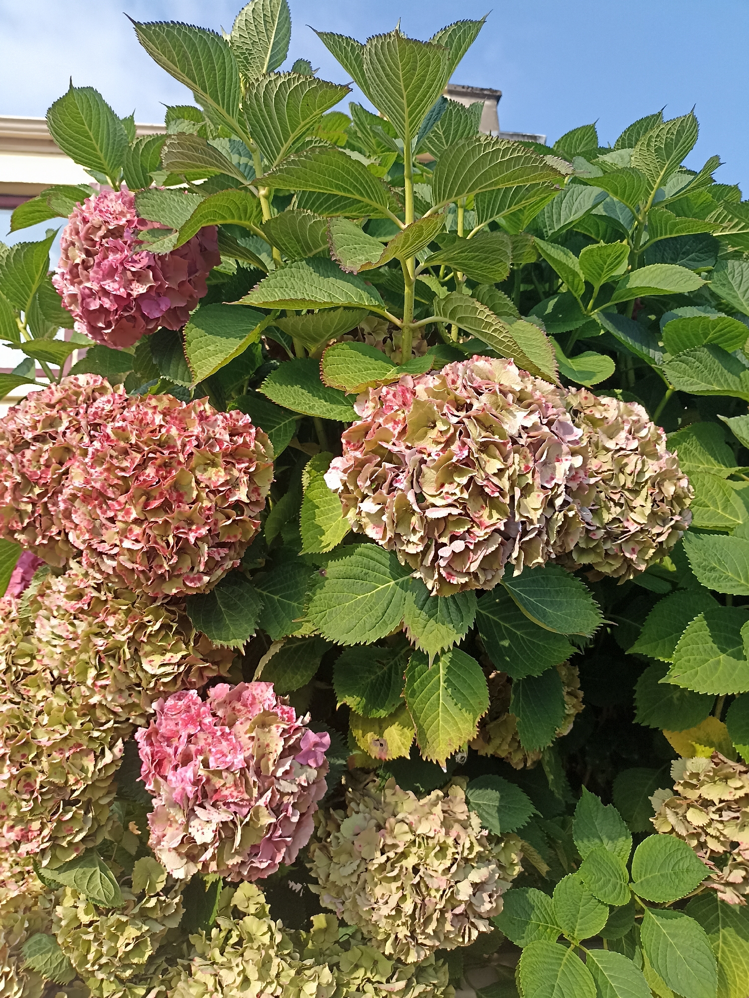 The image shows a cluster of hydrangea flowers in full bloom, with some flowers exhibiting pink and faded green hues, while others are a more muted green. The flowers are surrounded by lush green leaves. The scene is set outdoors, with a bright blue sky visible in the upper portion of the image, suggesting a sunny day. In the background, a building with a light-colored facade and a tiled roof is partially visible. The overall impression is one of vibrant natural beauty, possibly in a garden or park setting. The image is taken from a slightly low angle, looking up at the hydrangeas. The crops provided as hints highlight different parts of the hydrangea bushes, focusing on the flowers and leaves, as well as the sky and background building.
