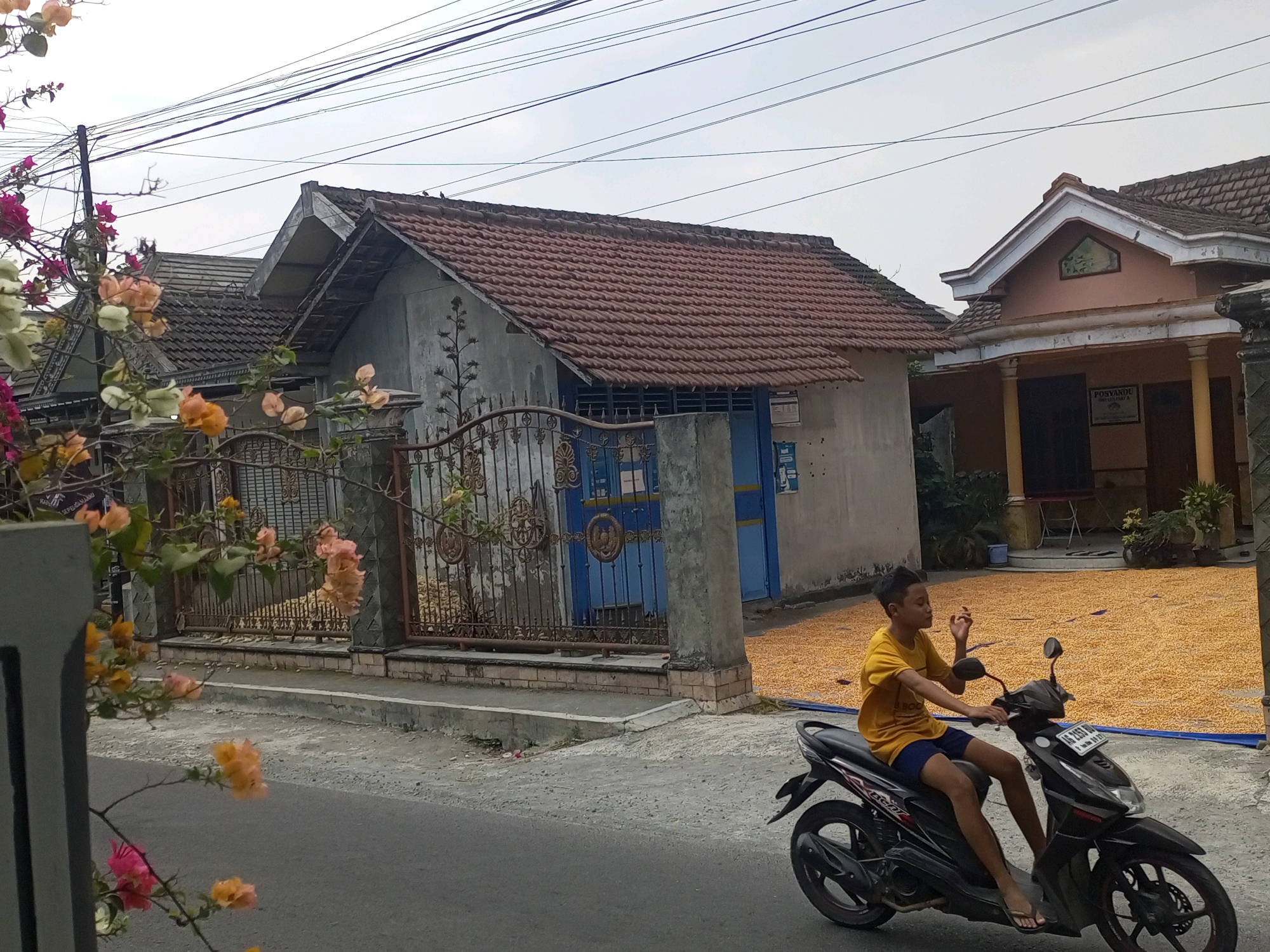 A young boy wearing a yellow t-shirt and blue shorts rides a black motorcycle on a paved road. He is facing left, with his right hand raised in a gesture. In the background, there are several houses with tiled roofs and a metal gate. A blue door is visible behind the gate. In front of the house on the right, a large patch of dried corn is spread out on a blue tarp. Bougainvillea flowers in pink and orange are in the foreground on the left. The sky is overcast. The scene appears to be a residential area in Ngasem, Indonesia, possibly a village or sub-urban area, given the presence of dried crops being sun-dried in front of a home. The presence of overhead power lines is common in many Indonesian towns and villages.