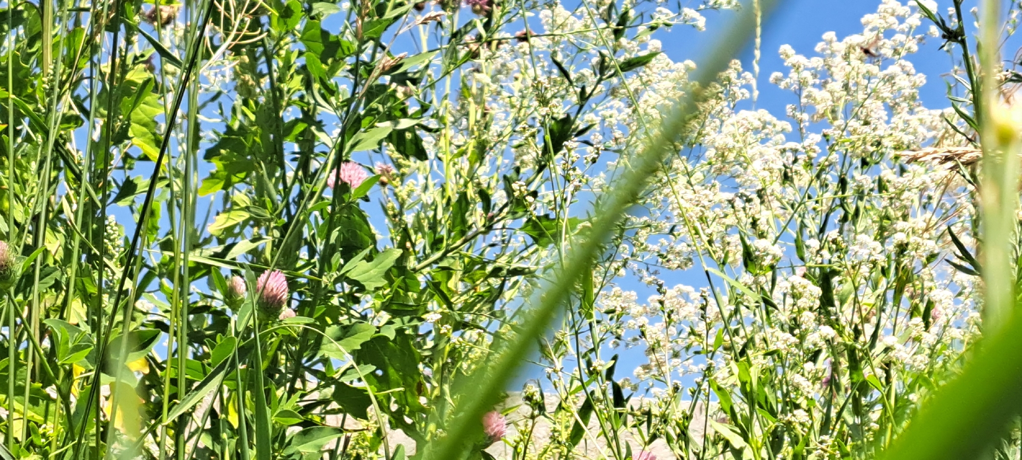 The image shows a low-angle view of dense green foliage and small white flowers against a bright blue sky. Several pink clover-like flowers are visible among the greenery. In the upper right portion of the image, a dark insect, possibly a bee or fly, is perched on one of the white flower clusters. The scene appears to be an outdoor natural setting, consistent with the rural environment of Bash-Kaiyndy, Kyrgyzstan. The focus is on the vegetation, with the sky serving as a backdrop. There are no people or man-made structures visible.