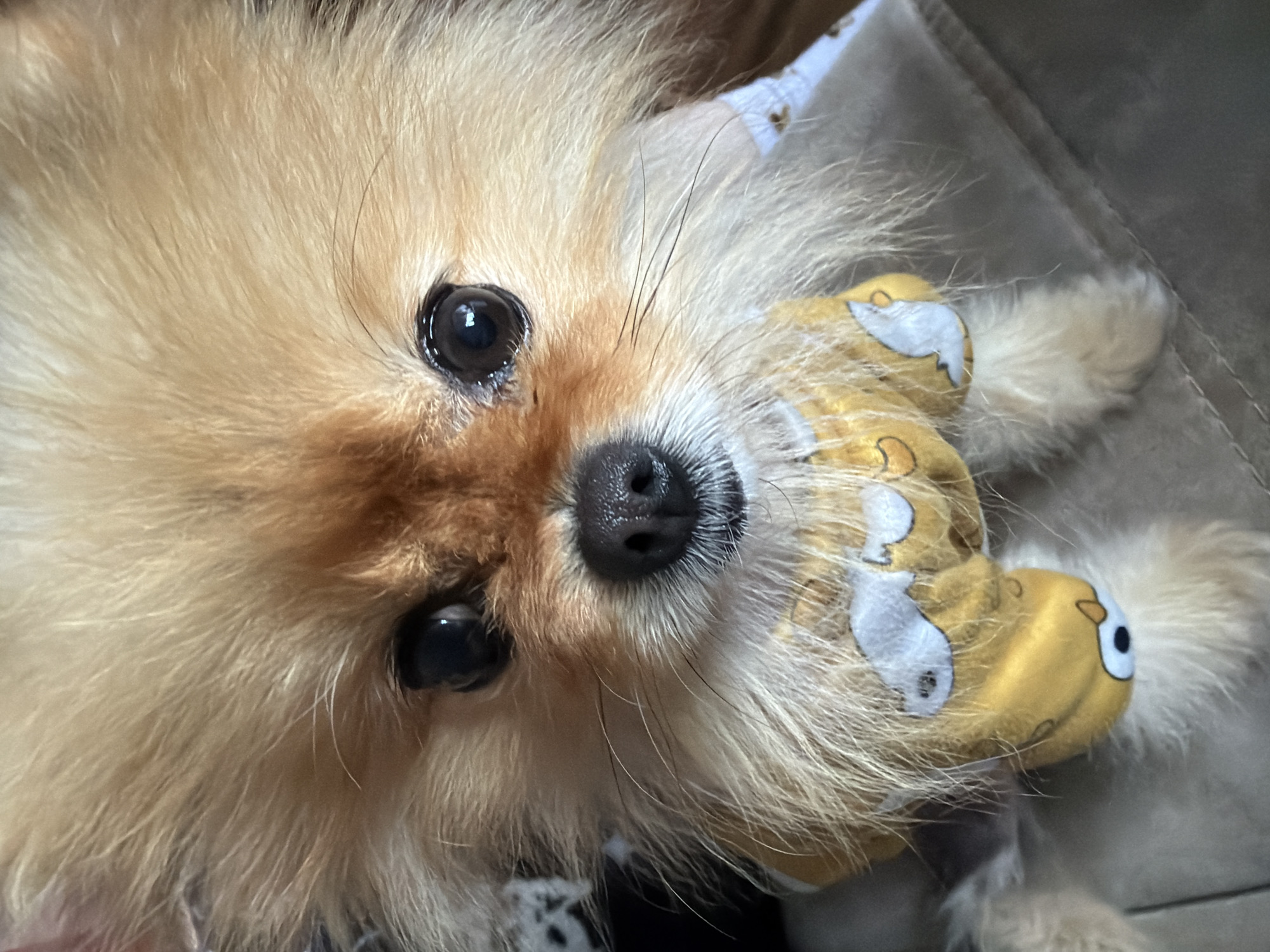 A tan Pomeranian dog is lying on its back, wearing a yellow and white duck-patterned shirt. The dog's head is tilted towards the camera, showing its black eyes and nose. The background includes a grey surface.