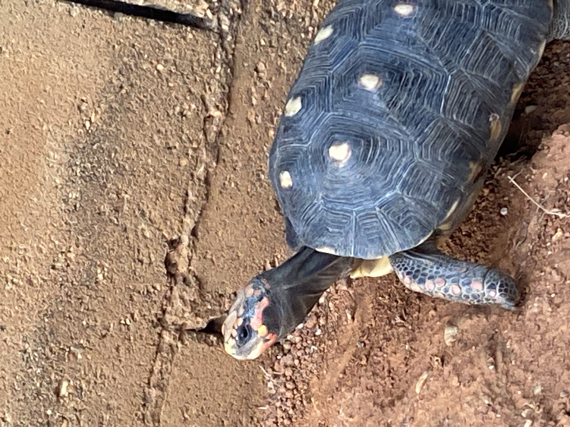 A Red-footed tortoise is walking on soil composed of gravel, dirt, and small rocks. The tortoise is located in Tinaquillo, Venezuela.