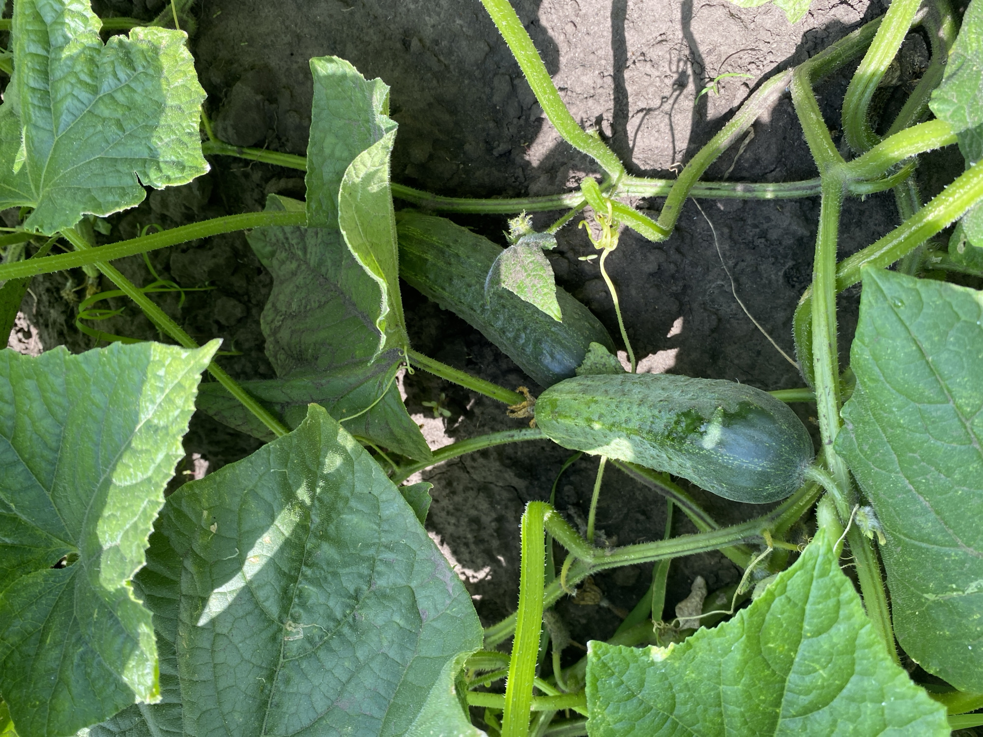 A close-up, overhead shot captures a cucumber plant growing in dark soil, with lush green leaves and two small, unripe cucumbers. Sunlight casts dappled shadows across the scene, highlighting the texture of the leaves and the fuzzy stems of the plant. The image appears to be taken in a garden or agricultural setting.