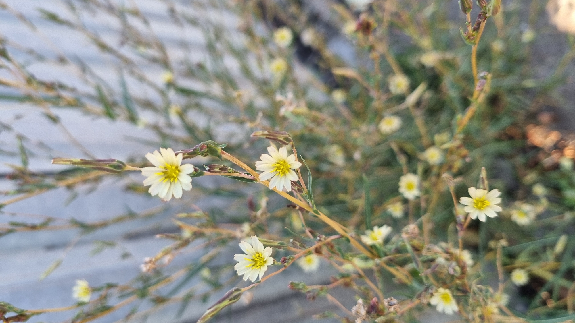 The image shows a close-up of several small, white wildflowers with yellow centers, growing on thin, branching stems. The flowers have delicate petals and are scattered throughout the frame. The background is blurred, suggesting a shallow depth of field, and appears to be a light-colored, possibly textured surface, like a wall or fence. The overall lighting is soft and natural, with a slight overcast. No people or animals are visible. The flowers are the primary subject, with their intricate details highlighted. The environment appears to be outdoors, in a natural or semi-natural setting, possibly a garden or roadside. The specific location in Berehove, Ukraine cannot be determined from the visual information alone.