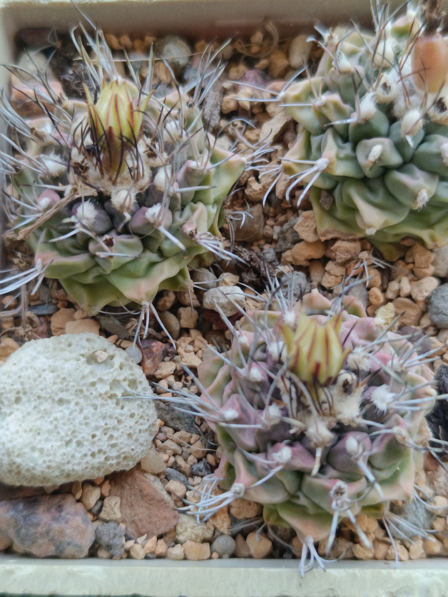 A top-down close-up shot shows three small cacti nestled in a gravelly, rocky substrate. The cacti are segmented and ribbed, with pale green to pinkish-green coloration. Each cactus has sharp, white spines radiating outwards, some tipped with dark brown. Small white tufts of fuzz are also visible on the cacti's surfaces. One of the cacti has a yellow and red striped bud emerging from its apex. A porous, light-colored rock is positioned to the left of the cacti. The scene appears to be a controlled environment, likely a planter or greenhouse, with no specific urban or natural landmarks from Salihorsk, Belarus, evident.