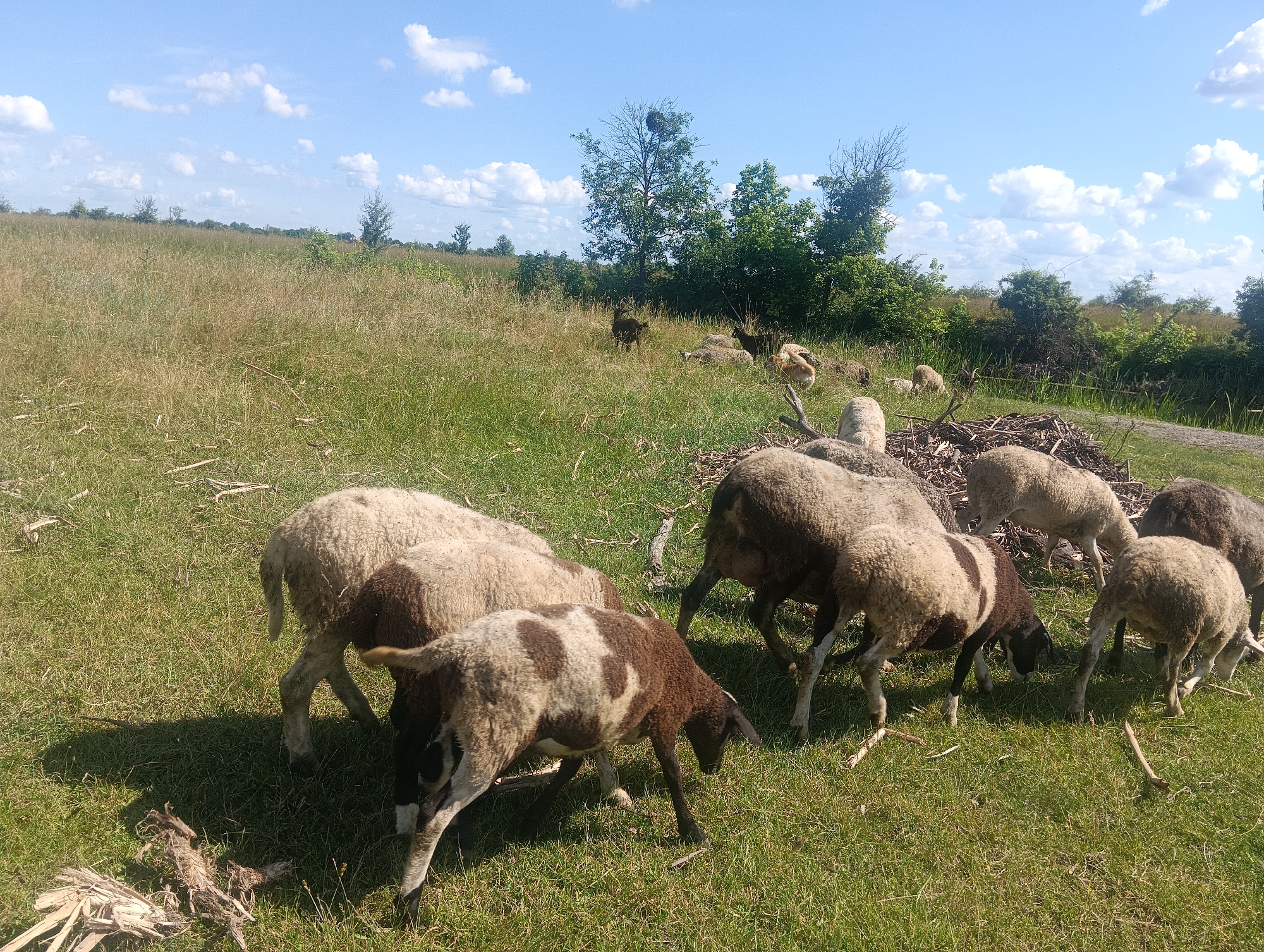 This media file shows a herd of sheep grazing in a grassy field on a sunny day. The sheep are of various breeds and colors, including white, brown, and black. Some of the sheep have distinctive brown and white markings.
The scene is a rural landscape with a large grassy field dotted with trees and bushes in the background. The sky is blue with scattered white clouds, suggesting it is daytime, likely late morning or early afternoon. In the distance, there are more trees and a hint of a treeline, suggesting a natural or agricultural setting. Some of the sheep are clustered together, while others are more spread out, all appearing to be engaged in grazing.
Notable details include the texture of the sheep's wool, the dry and green grasses in the field, and the scattered debris of twigs and branches on the ground. The overall impression is one of peaceful pastoral life. There is no visible text in the image.