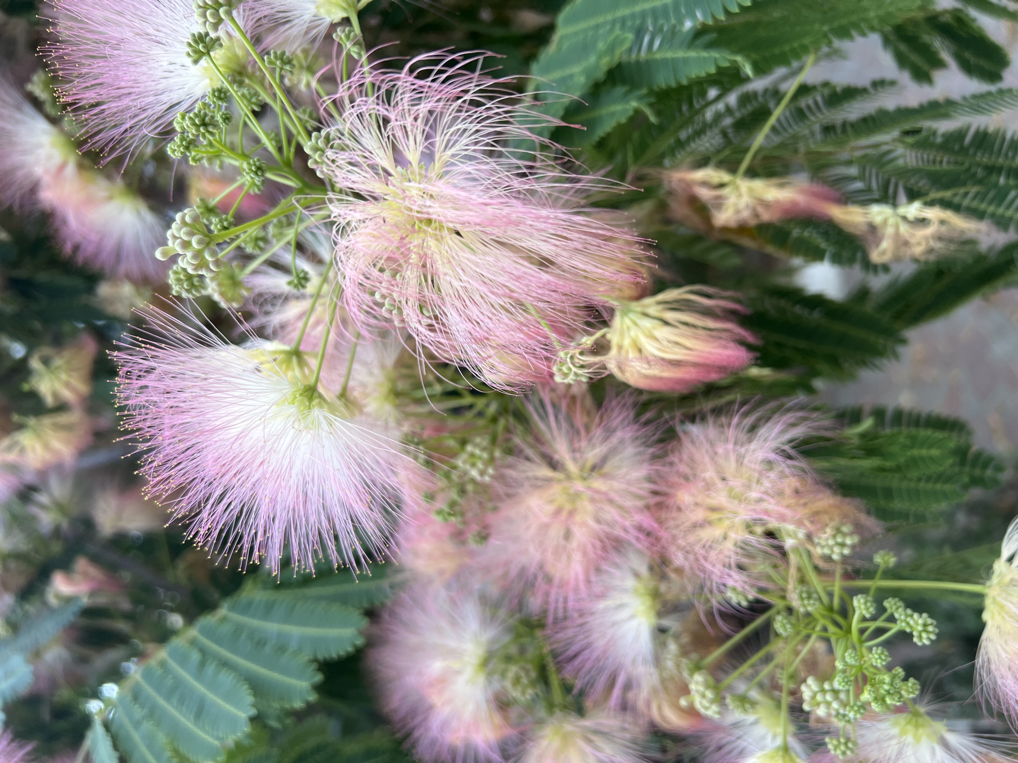 This media file is a close-up photograph of a Mimosa tree in bloom, with a shallow depth of field that blurs the background. The subjects are the delicate, feathery pink and white flowers of the Mimosa tree, along with its compound green leaves and small, undeveloped buds. The flowers are the prominent feature, exhibiting a soft, ethereal quality due to their wispy structure and the way light passes through them. Some unopened buds are visible, clustered on thin green stems, hinting at the ongoing blooming process. The green leaves, which appear to be bipinnately compound, are dark and provide a contrasting backdrop to the lighter, more delicate flowers.
The photograph captures a moment of natural beauty, showcasing the intricate details of the Mimosa's blossoms. There is no discernible activity or event taking place other than the natural state of the plant. The lighting suggests it might be daytime, possibly morning or late afternoon, given the soft illumination on the flowers. The location context provided is Sudak, Ukraine. There is no visible text in the image. The overall mood evoked by the image is one of softness, delicacy, and the gentle beauty of nature.