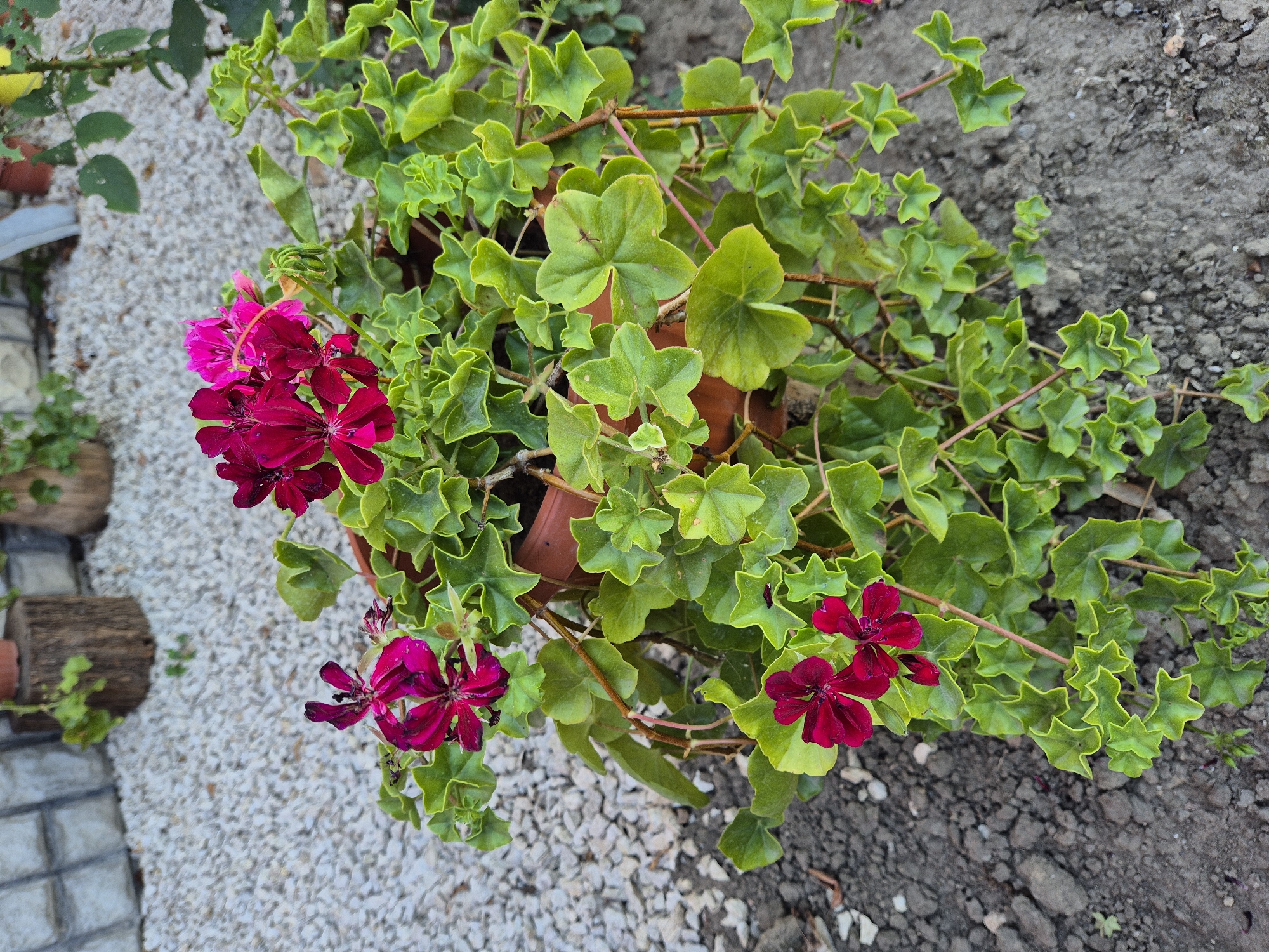 A potted plant with deep pink and dark red flowers is situated outdoors on a bed of dark soil. The plant has lush, green, star-shaped leaves. In the background, there is a layer of white gravel and a stone wall. The scene appears to be in a garden or yard. There are no people visible.