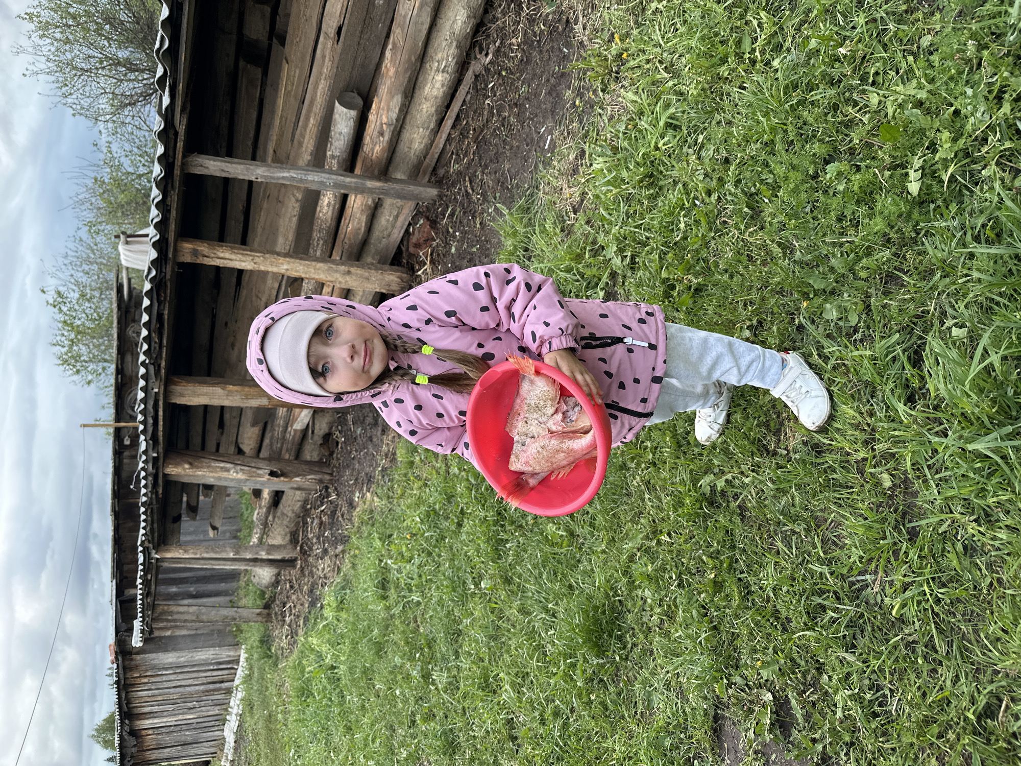 A young girl in a pink polka-dot jacket and white beanie holds a red bowl with two red fish in it. The girl is standing on green grass next to a wooden shed-like structure. The location is Среднее Кечево, Russia.