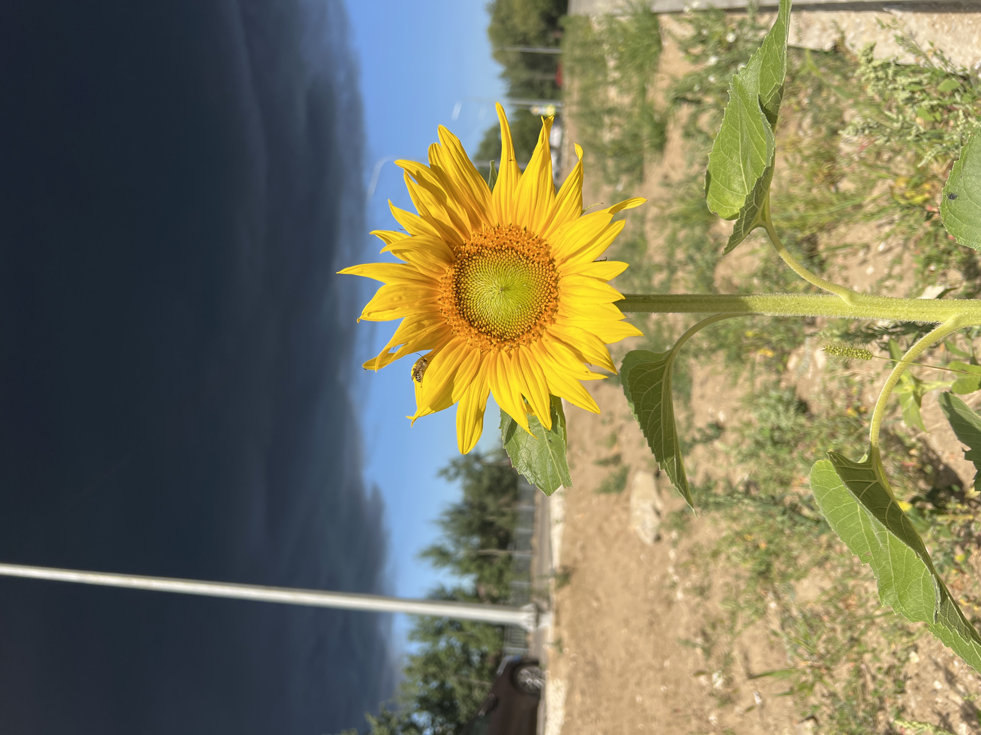 A single sunflower in full bloom stands prominently in the foreground, its bright yellow petals radiating outwards from a central disk of green seeds. A small insect, possibly a bee, is visible on one of the petals. The sunflower's stem is thick and fuzzy, with large green leaves emerging from it. In the background, a dark, stormy sky looms overhead, contrasting sharply with patches of bright blue. To the left, a grey pole stands tall, and a brown car is partially visible on a road lined with trees. The ground is covered with dry soil and sparse green vegetation. The scene appears to be located in an outdoor area, possibly on the outskirts of Zhukovsky, Russia, given the context provided.
