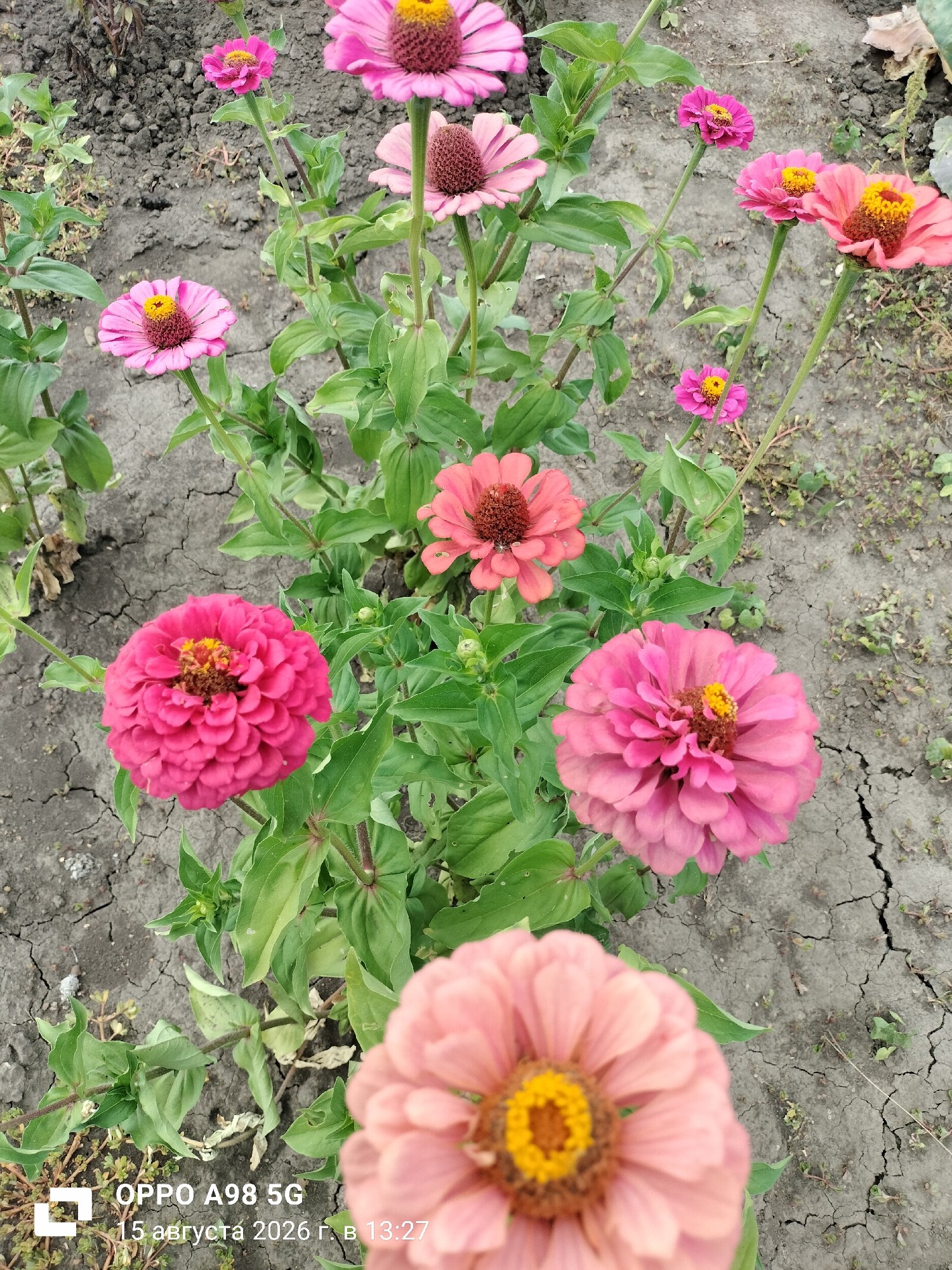 The image shows a cluster of zinnias in various shades of pink and coral. The flowers are blooming in a garden with dry, cracked soil. The background is a blurred mix of green foliage and dark soil. The composition is a close-up of the flowers, with the focus on the vibrant colors and textures of the petals. The lighting suggests it is daytime, likely outdoors. The bottom right corner of the image contains a watermark indicating "OPPO A98 5G" and a date and time stamp: "15 августа 2026 г. в 13:27". There are no people or animals visible in the image. The scene depicts a natural setting, likely a garden, within the city of Lykhove, Ukraine, as specified by the prompt.