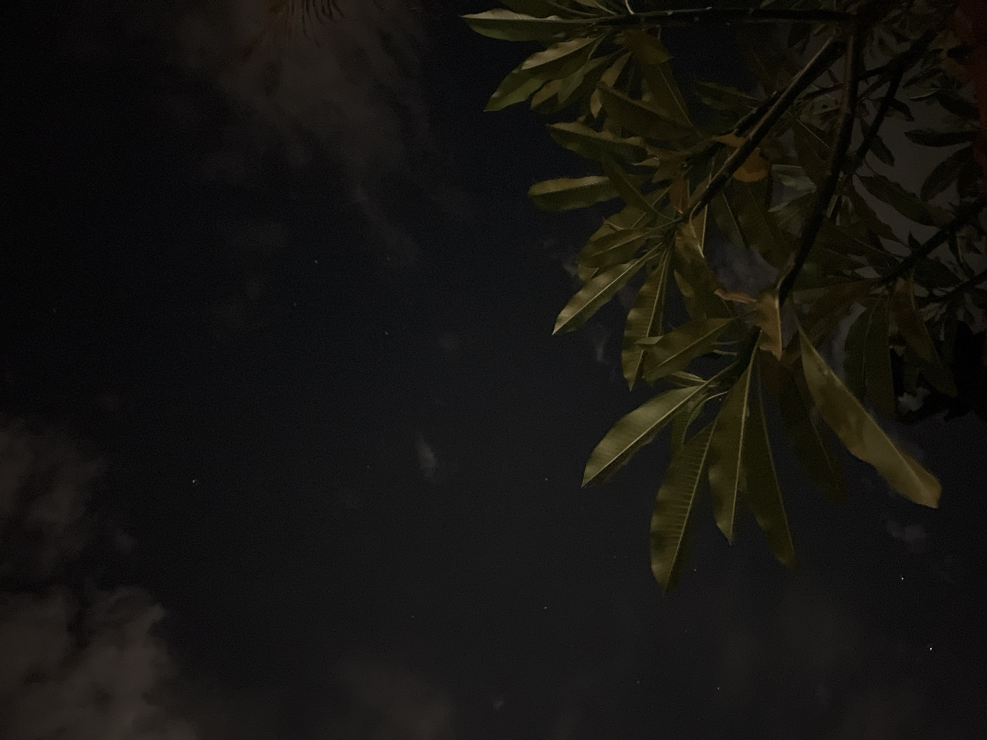The image captures a night scene in Canggu, Indonesia, showcasing a dark sky with scattered clouds and visible stars. A tree branch with long, broad leaves occupies the upper right portion of the frame. The leaves are green-brown in color. The sky appears dark, suggesting low ambient light. No people, specific objects or actions are observable.