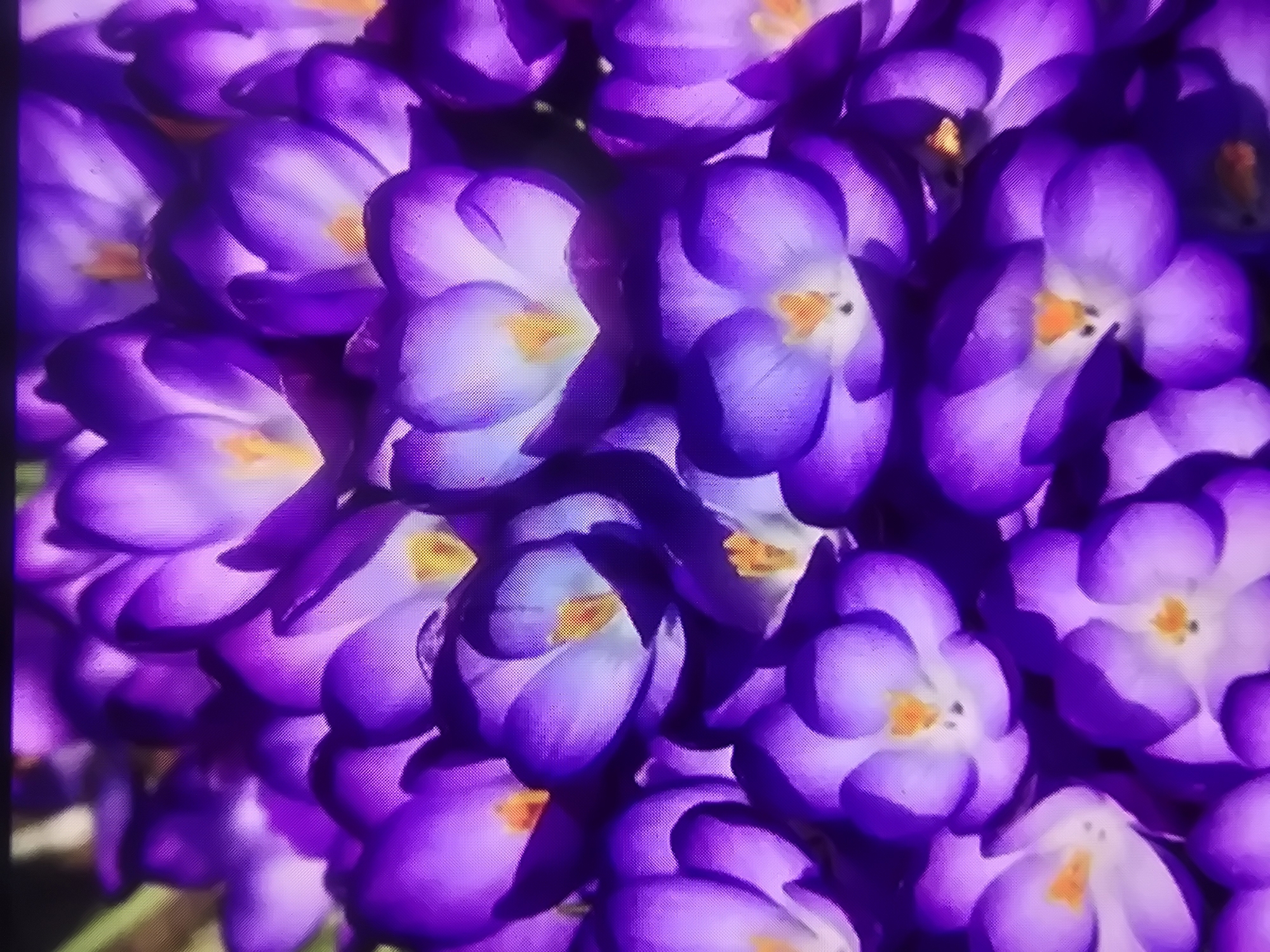 A close-up, low-angle shot captures a dense cluster of blooming purple crocuses, their vibrant petals a gradient of deep violet to lighter lavender. Each flower features a bright yellow stamen, providing a stark contrast to the surrounding purple hues. The blooms are tightly packed together, creating a rich tapestry of color and texture, with some flowers fully open and others still partially closed. The background is softly blurred, suggesting a natural outdoor setting, possibly a garden, though no specific landmarks or environmental features are identifiable to pinpoint a location within a city. The lighting is diffused, highlighting the delicate curves of the petals and casting subtle shadows.