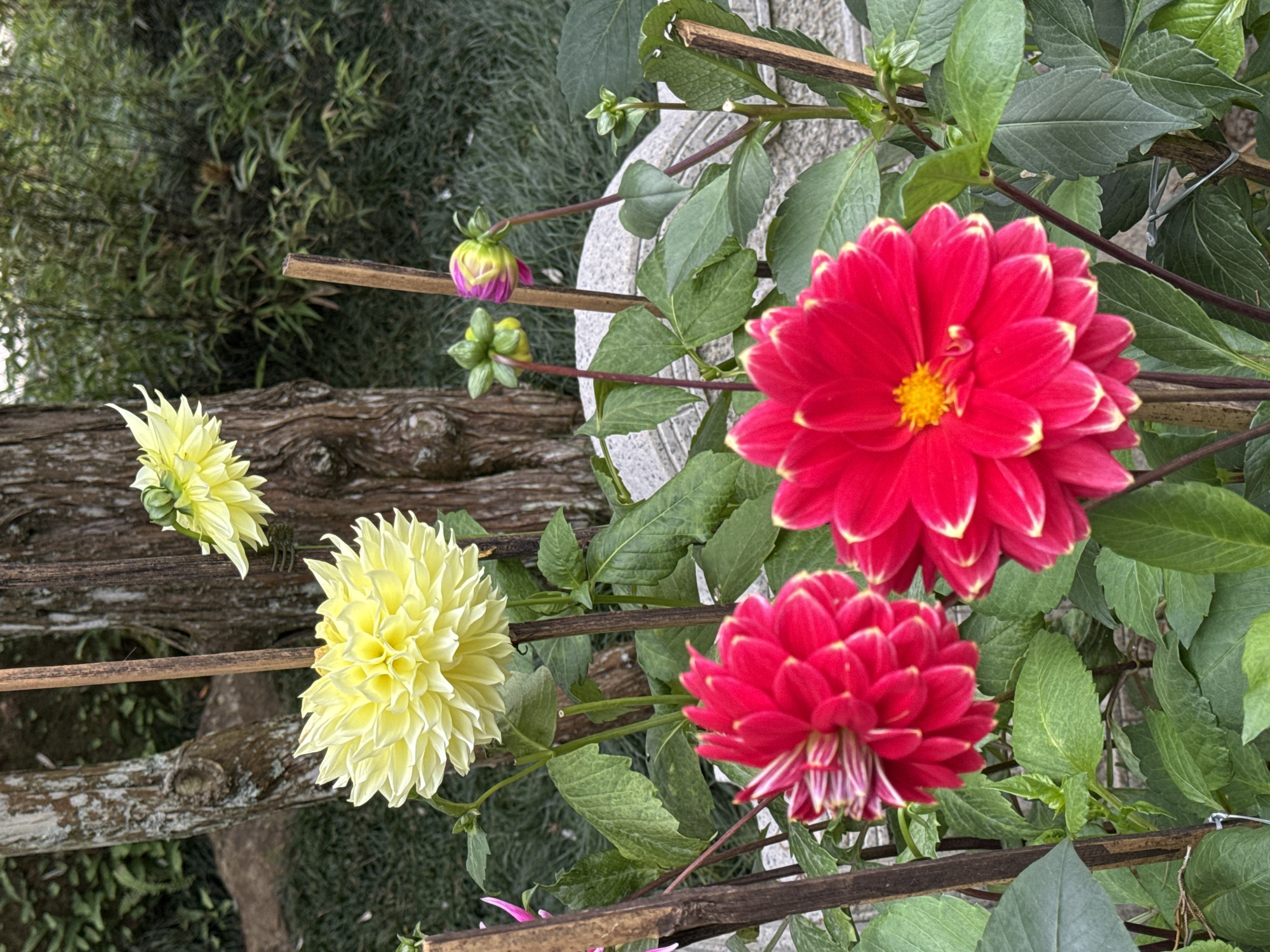In Da Lat, Vietnam, a close-up shot captures a cluster of vibrant dahlias in bloom. Two large red dahlias with yellow-tipped petals are prominently featured in the foreground, their complex layers of petals creating a full, round shape. Behind them, a bright yellow dahlia is visible, its delicate, ruffled petals reaching outwards. Further in the background, several dahlia buds, one a mix of pink and green, are emerging on slender stems. The flowers are supported by thin wooden stakes, and their lush green leaves form a dense backdrop. The scene is set against a natural environment with a rough-barked tree trunk to the left and blurred greenery and foliage in the distance, suggesting a garden setting.