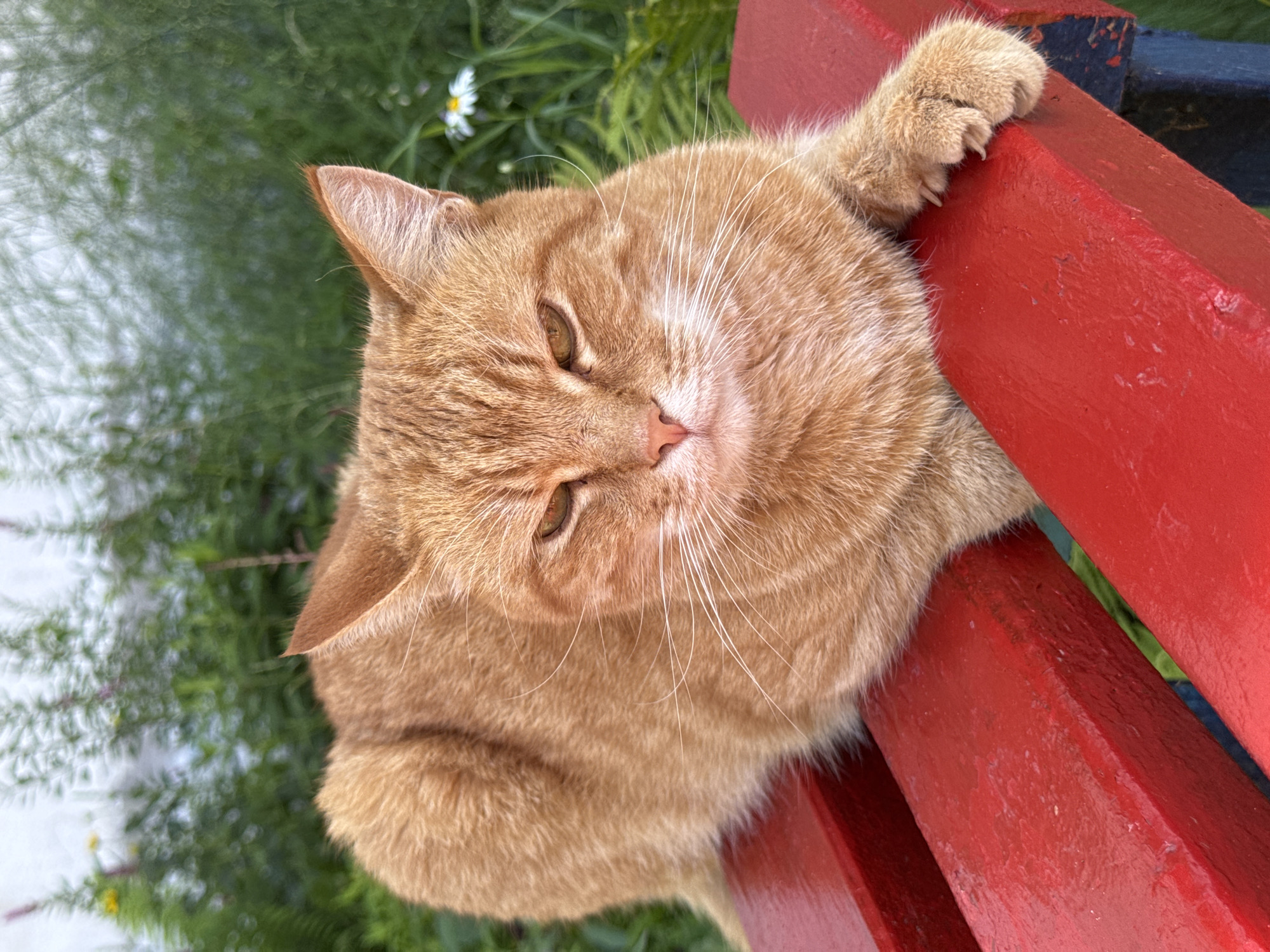 A ginger cat is resting on a red wooden bench in what appears to be a park or garden setting. The cat is positioned in the center of the frame, facing the viewer directly with its eyes narrowed. Its fur is a warm orange tabby pattern. In the background, there is lush green foliage and a hint of a white flower. The bench is made of weathered red wooden slats. The overall scene suggests a peaceful, outdoor environment, potentially in the city of Noviy, Russia, given the context. There are no people present in the image, and the cat is the sole subject.