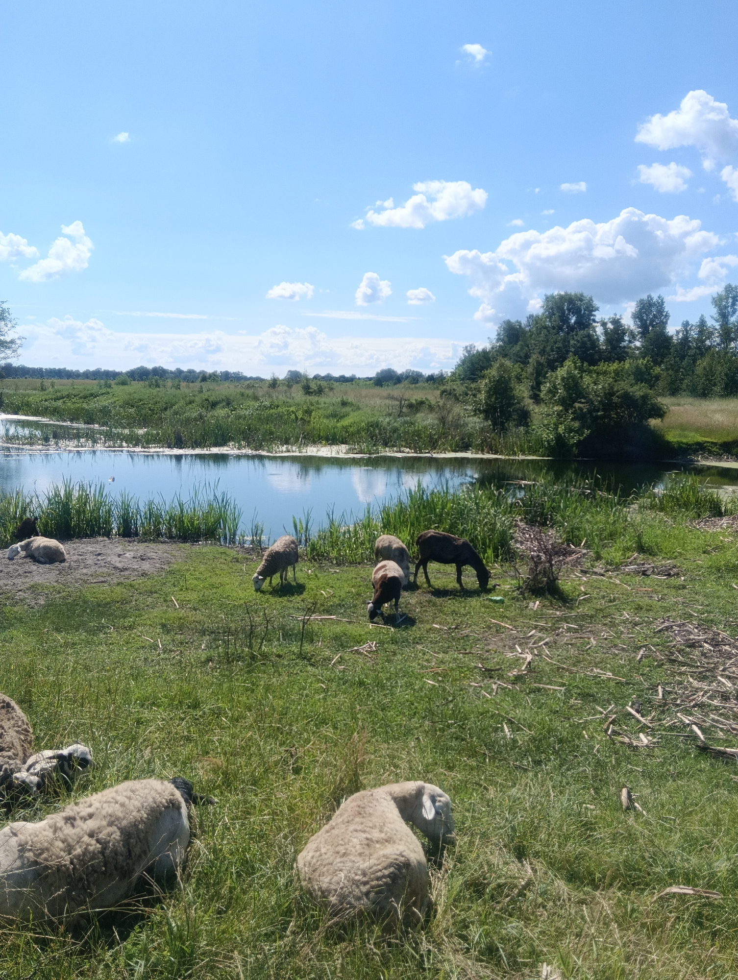 A flock of sheep graze in a grassy field adjacent to a calm body of water. The sheep are of various sizes and colors, with some appearing to be lambs. They are spread out across the field, with some eating grass and others resting. The water is surrounded by tall green reeds and lush vegetation. In the background, a dense forest of trees borders the field. The sky is a vibrant blue with fluffy white clouds scattered across it, indicating a clear and sunny day. The overall scene depicts a serene rural landscape.