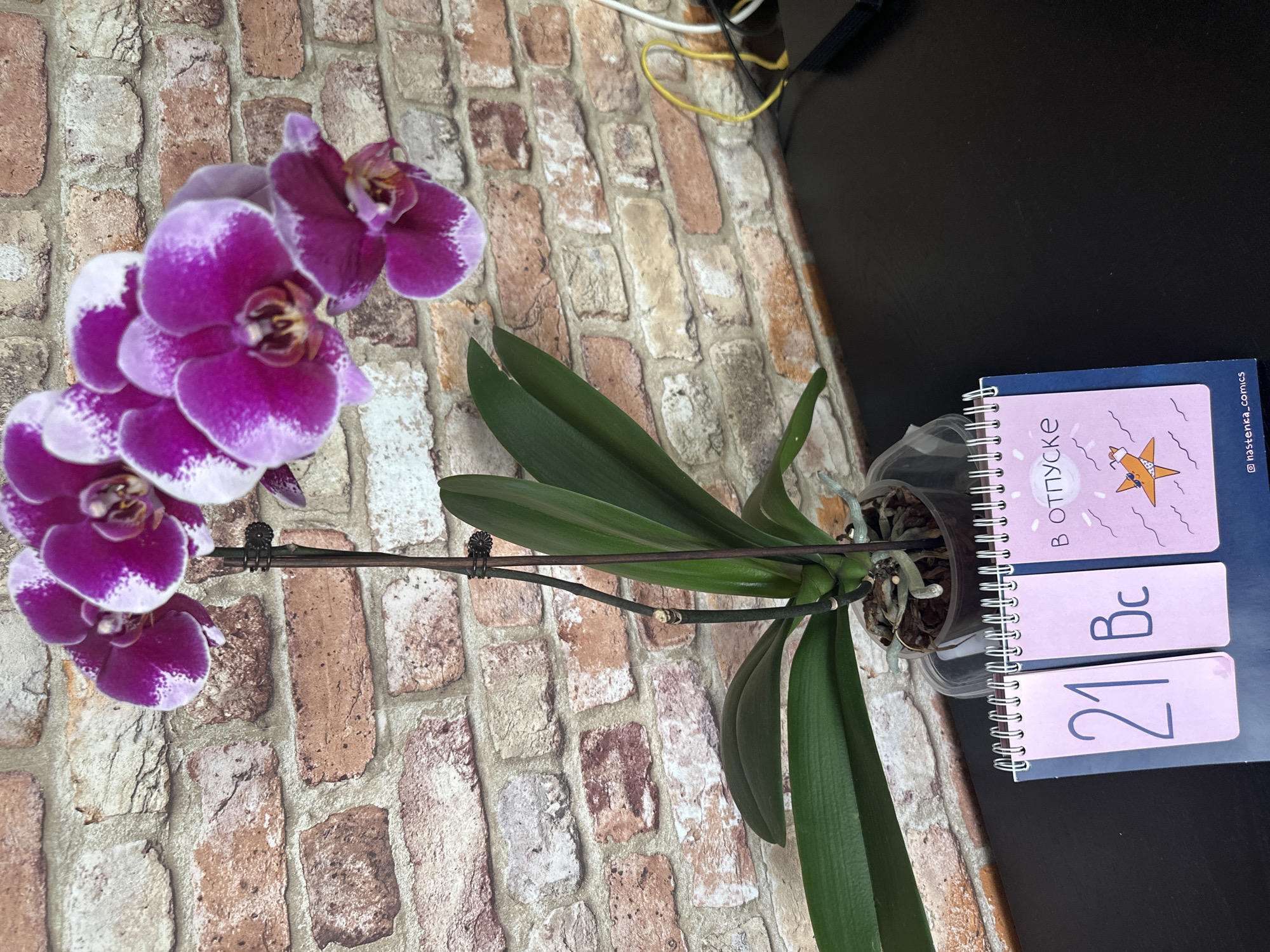 A purple orchid with white accents is displayed in a clear plastic pot on a dark surface in front of a brick wall. To the right of the orchid, a pink notepad with a spiral binding is visible. The notepad features a drawing of a starfish wearing sunglasses and the text "В ОТПУСКЕ" (On vacation) in Russian. To the left of this page, another page displays the number "21" in large blue font and "Вс" next to it, likely representing "Воскресенье" (Sunday). The lower portion of the notepad shows a watermark reading "@hastenka_comics". In the background, a yellow cable and part of a black electronic device are visible. The scene appears to be indoors, possibly in a domestic or office setting, with no immediate indication of the city of Рубцово, Russia, beyond the prompt's request.