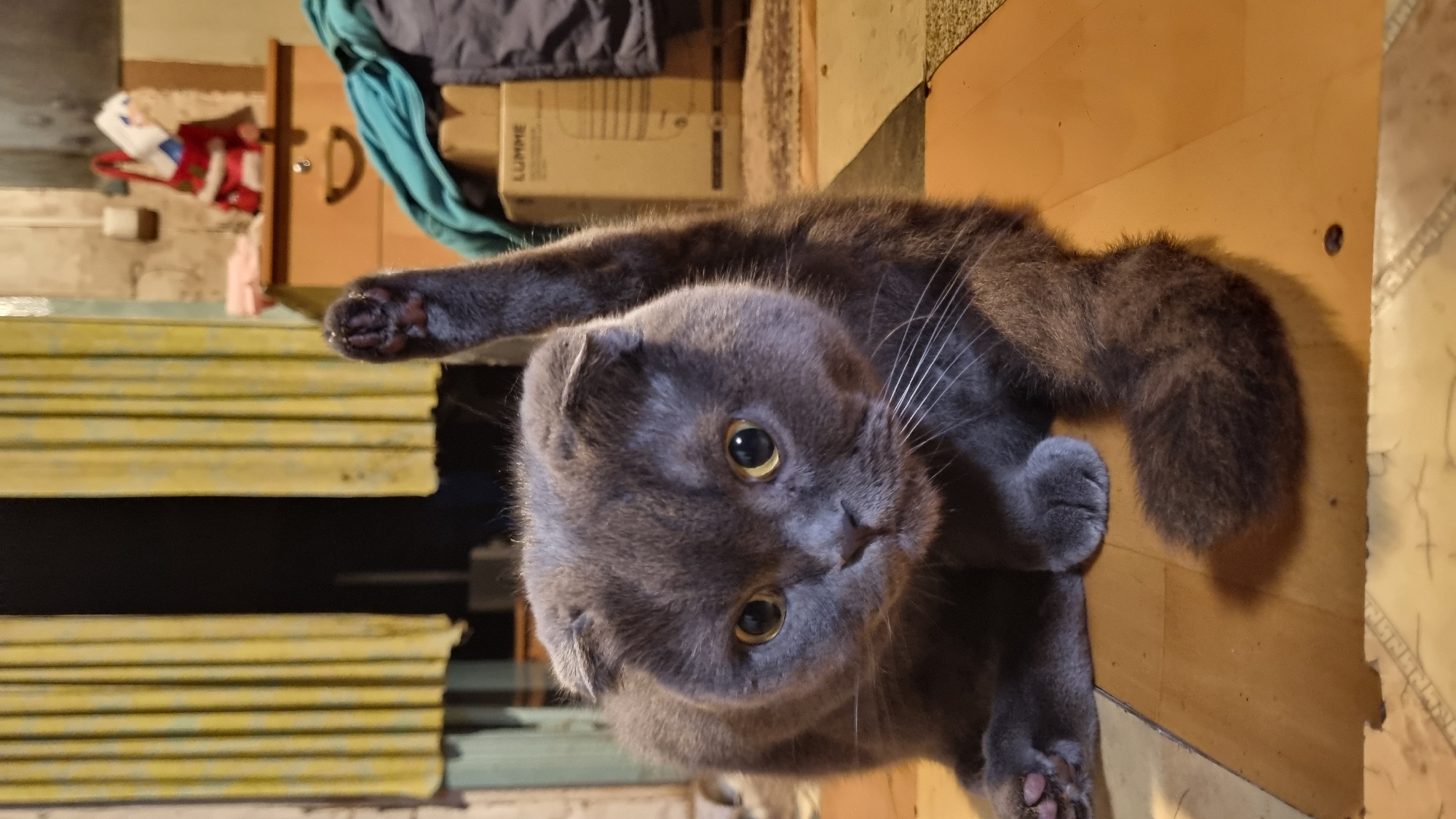 A grey Scottish Fold cat with yellow eyes is sitting on a wooden floor. Its left front paw is raised in the air. The cat is looking directly at the camera. In the background, yellow curtains are visible, along with a wooden dresser with a Santa Claus figure on top, and some cardboard boxes. The lighting suggests an indoor setting, likely a home. The location is specified as Vysokoe, Russia.